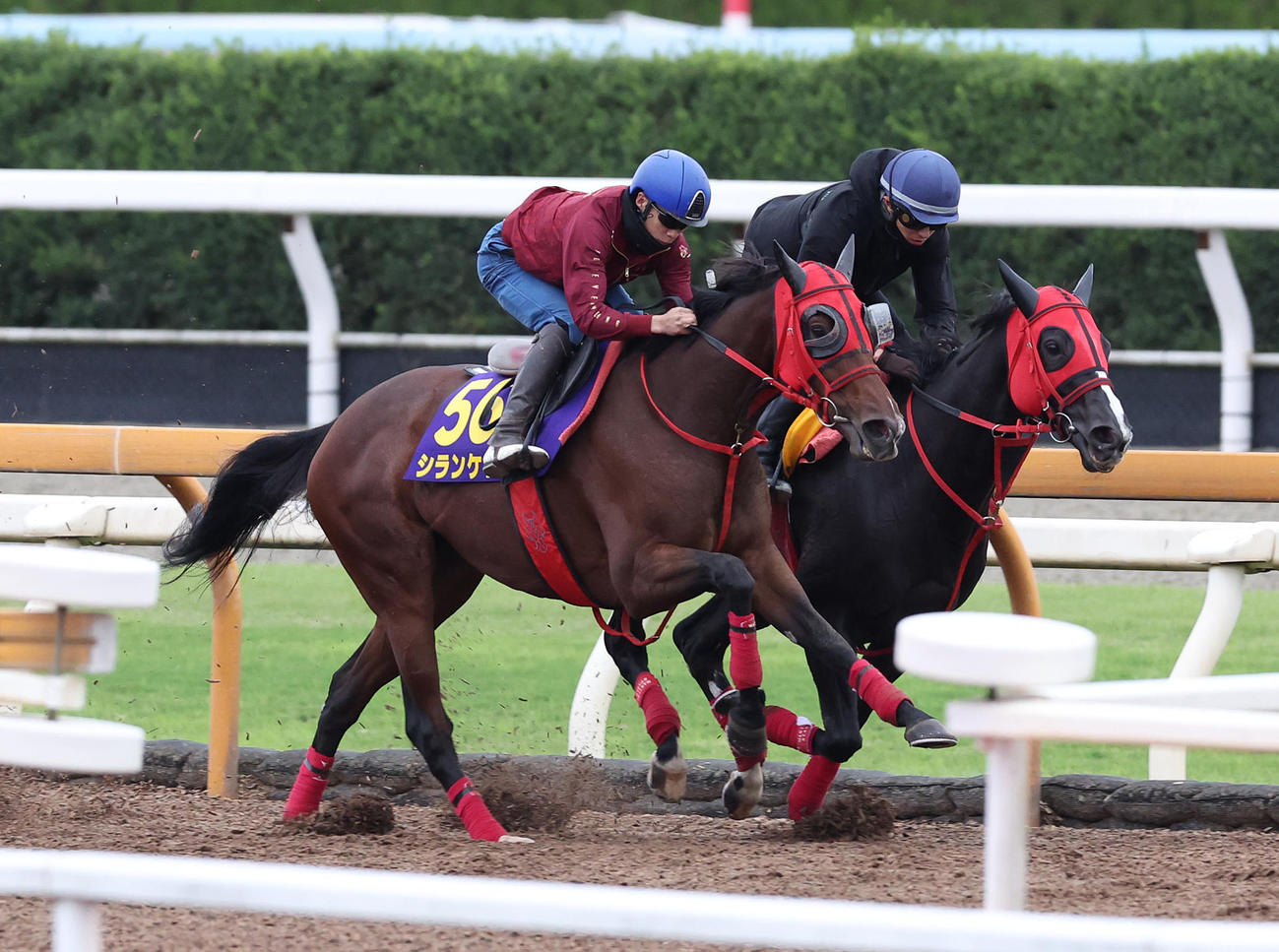 横山武騎手を背にCウッドを併せ馬で追い切るシランケド（左）（2025年10月22日撮影）