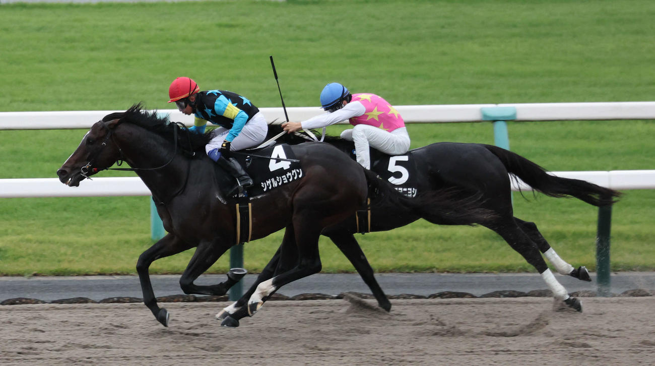 京都10R、カノープスSは岩田誠騎手のシゲルショウグンが鮮やかな差し切りを見せた（撮影・西尾就之）