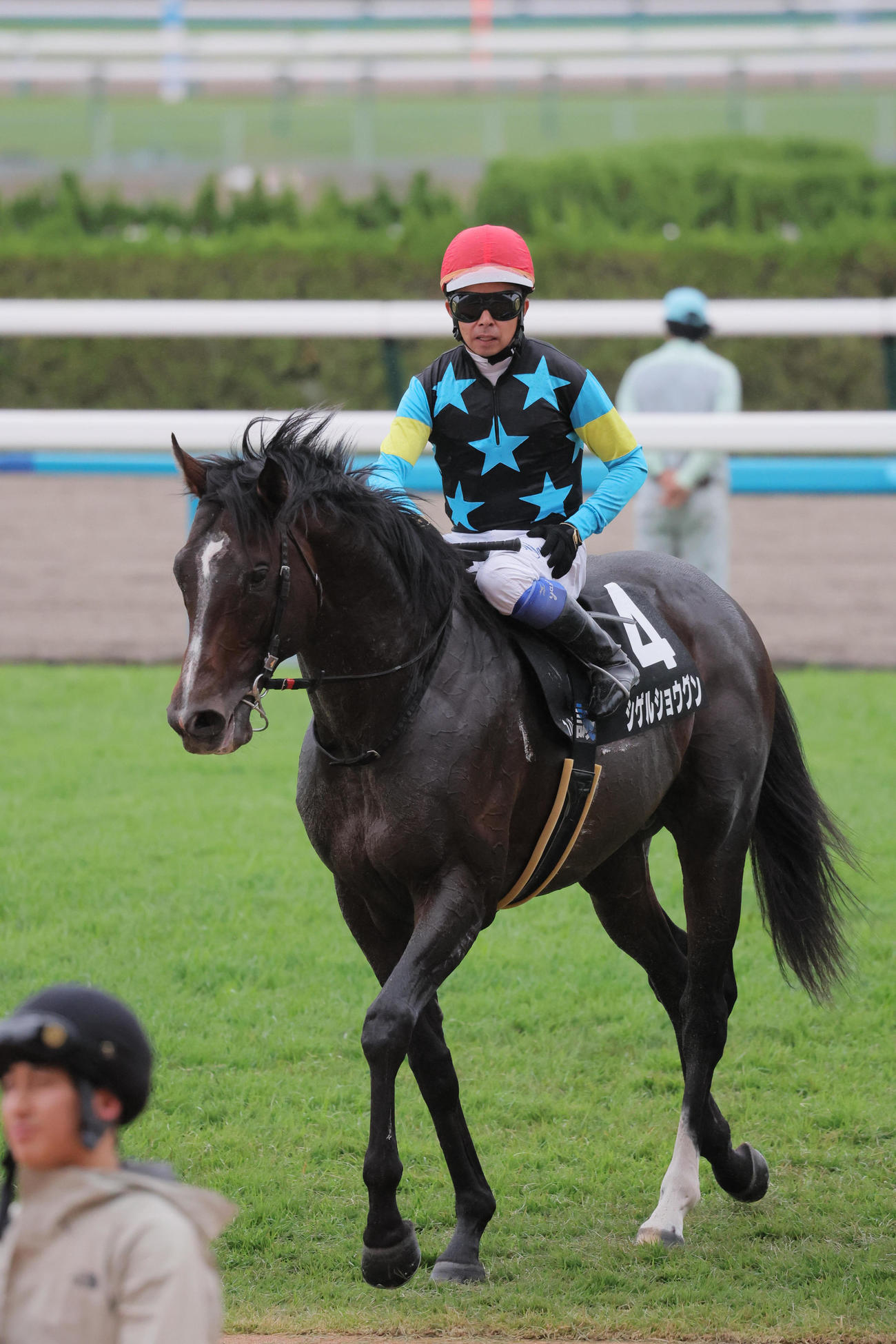 京都10R、カノープスSを制したシゲルショウグン（撮影・宮崎幸一）