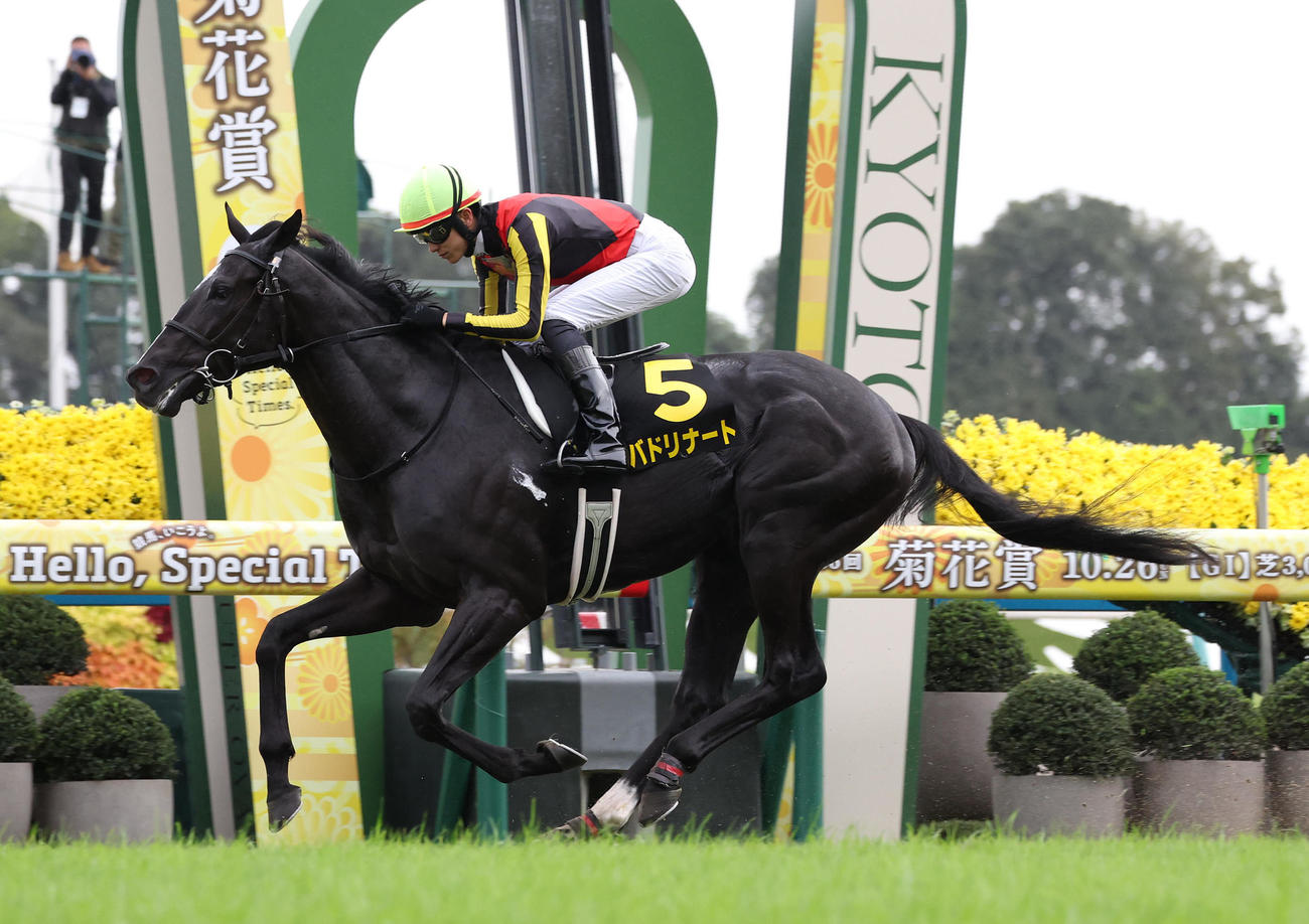 直線抜け出し萩Sを制したバドリナート。鞍上の坂井騎手はJRA年間100勝を達成する（撮影・白石智彦）