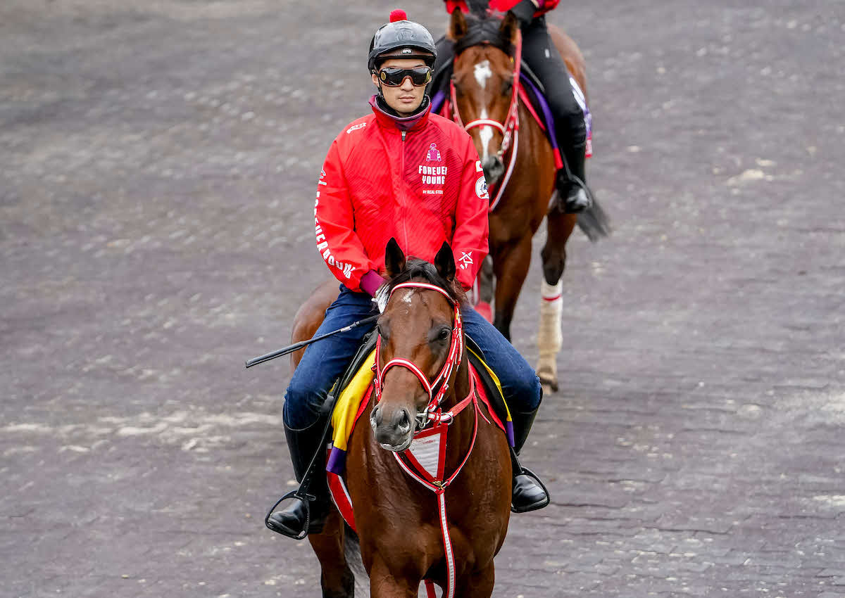 26日朝のフォーエバーヤング（C）Shamela Hanley／Eclipse Sportswire／Breeders Cup