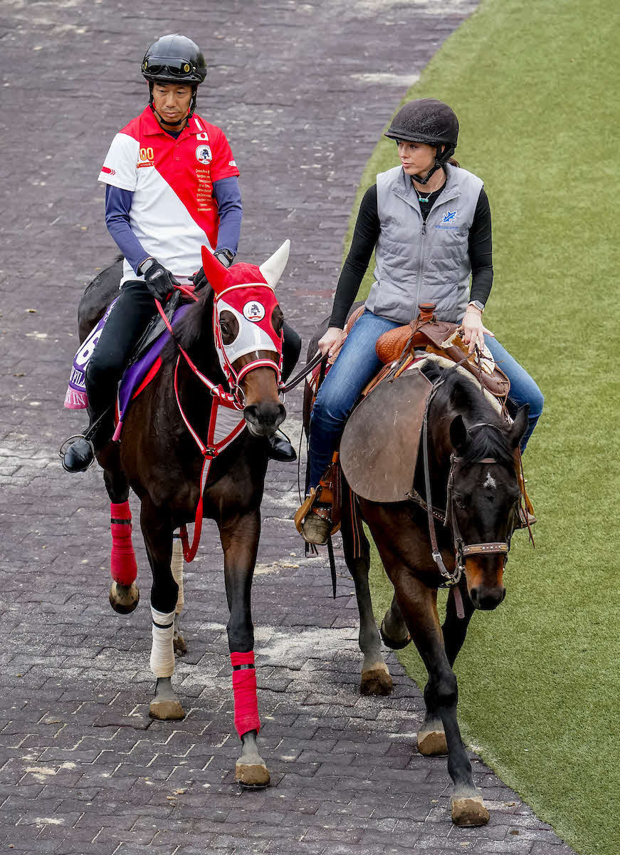 26日朝のスウィッチインラヴ（C）Shamela Hanley／Eclipse Sportswire／Breeders Cup