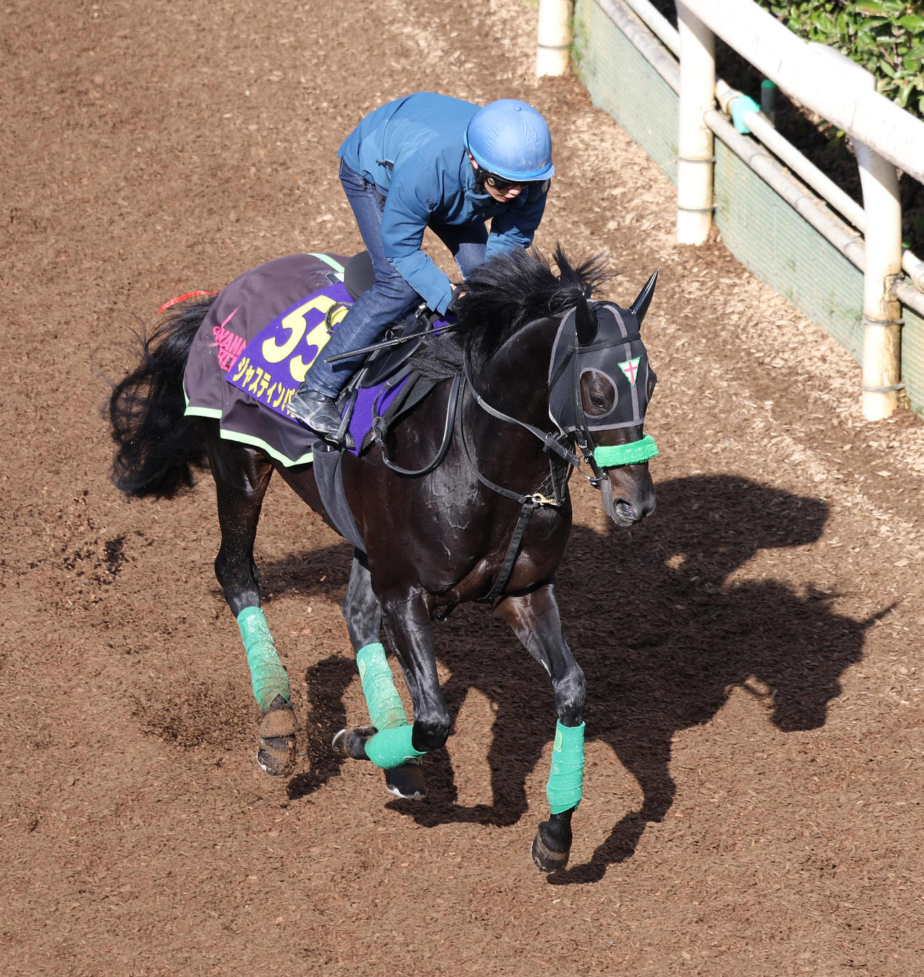 泉谷騎手を背に坂路でキャンター調整するジャスティンパレス（撮影・白石智彦）