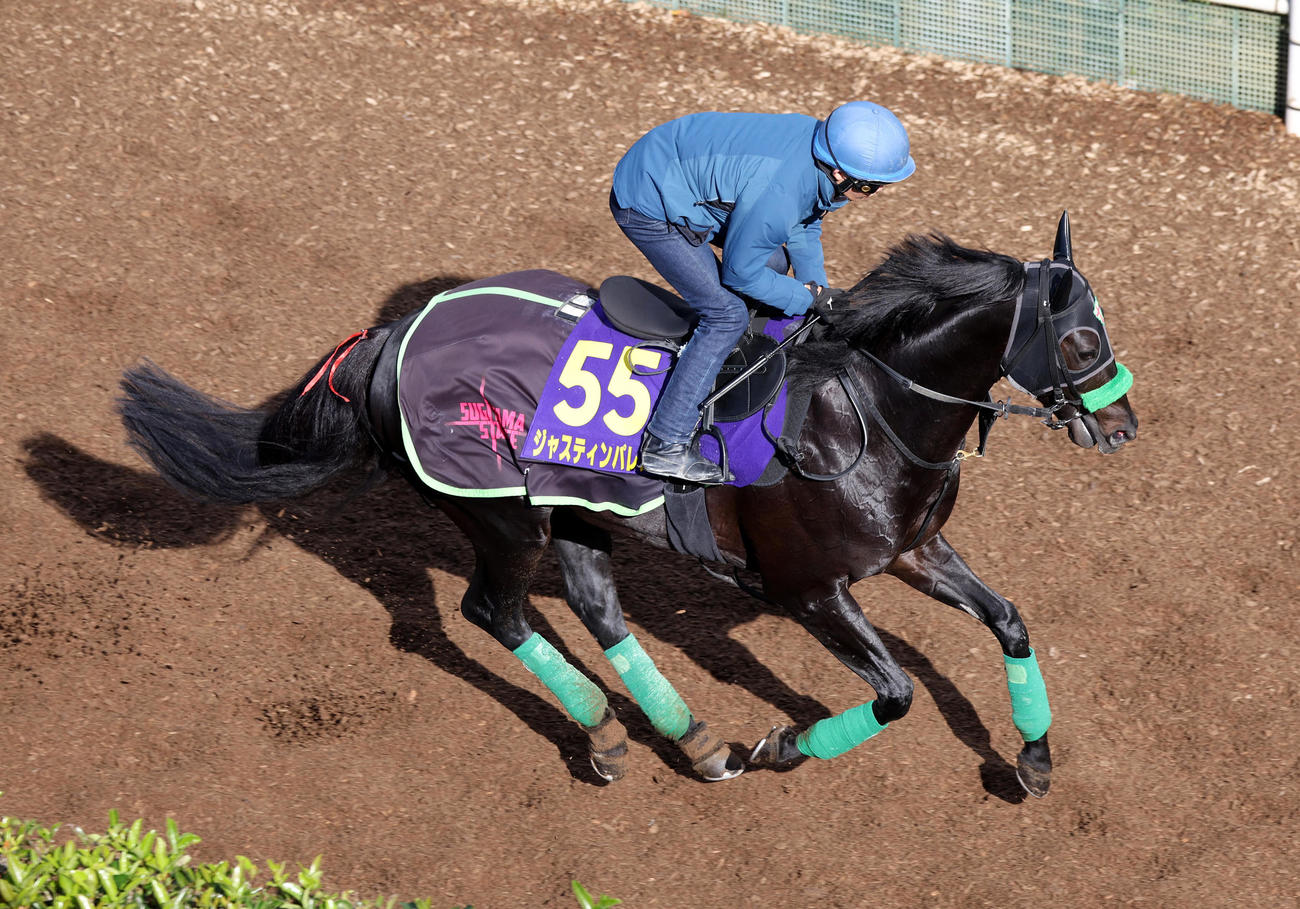 泉谷騎手を背に坂路でキャンター調整するジャスティンパレス（撮影・白石智彦）