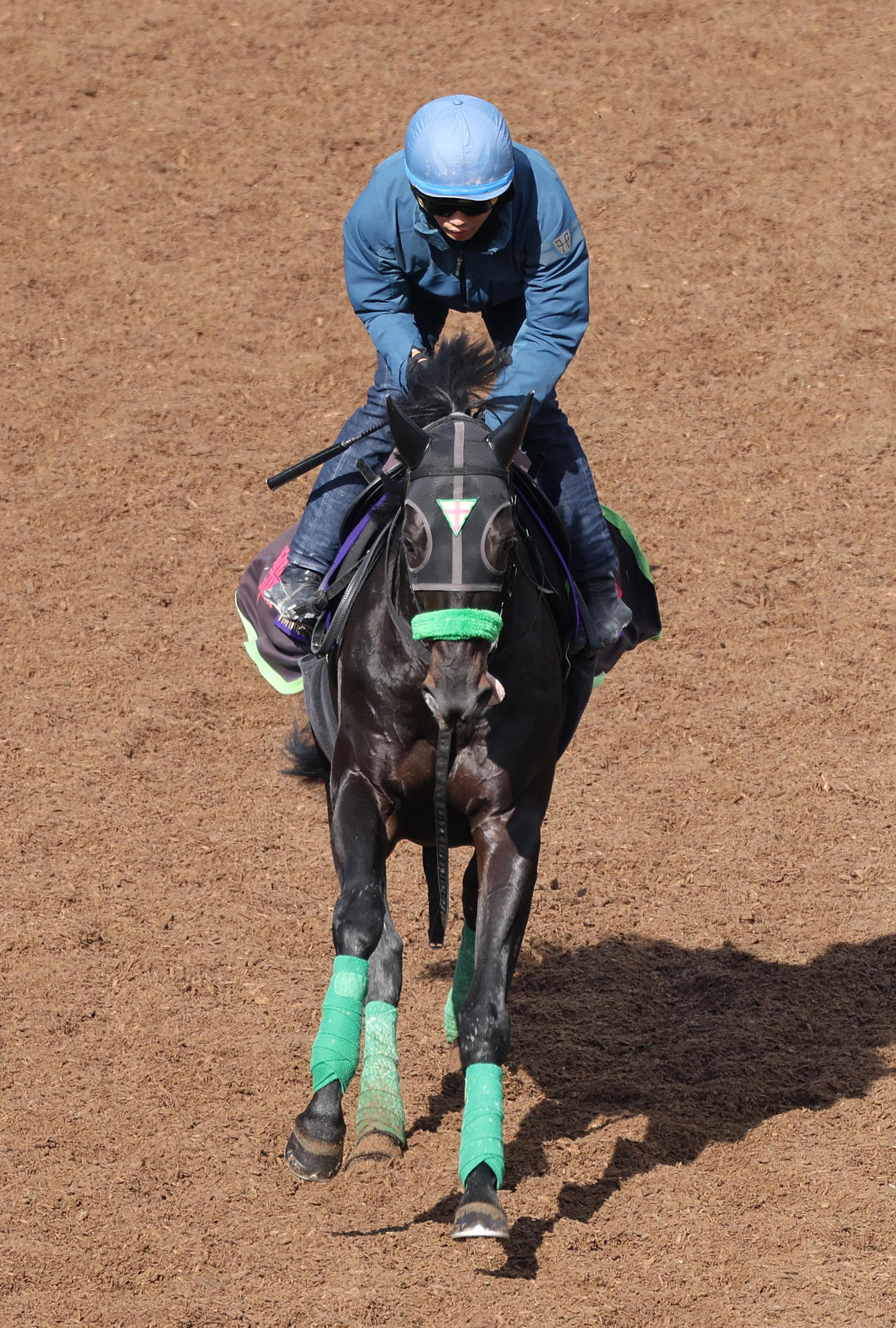 泉谷騎手を背に坂路でキャンター調整するジャスティンパレス（撮影・白石智彦）