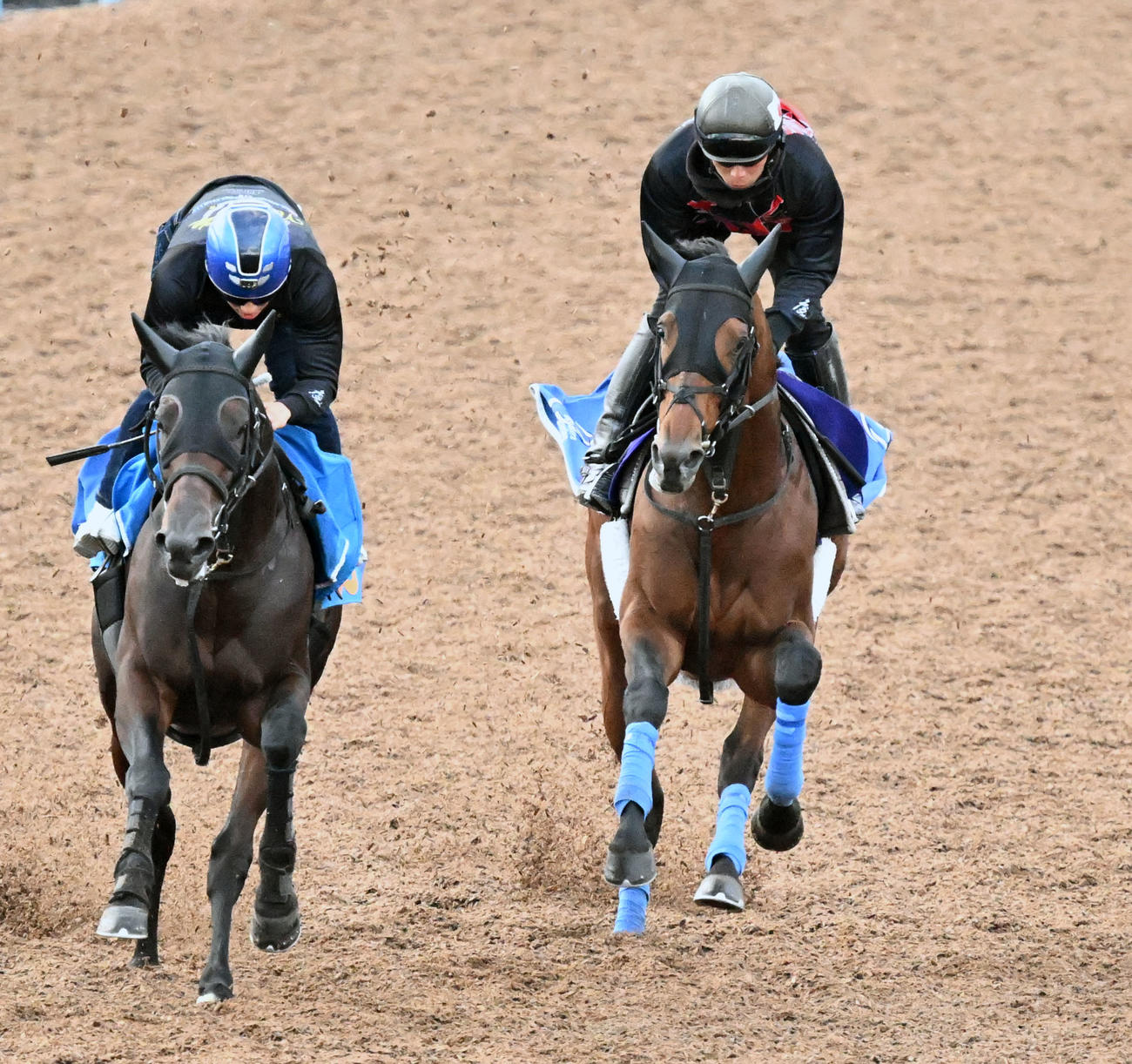 美浦ウッドを2頭併せて追い切るホウオウビスケッツ（右）（撮影・千葉一成）