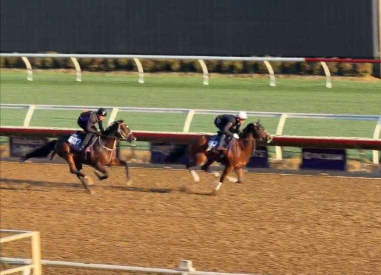 デルマー競馬場で最終追い切りを行ったインビンシブルパパ（左）。右はピューロマジック（伊藤大士調教師提供）