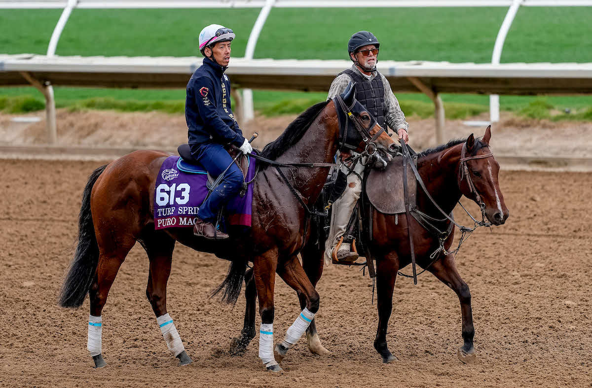 デルマーで調整するピューロマジック（C）Tere Poplin／Eclipse Sportswire／Breeders Cup