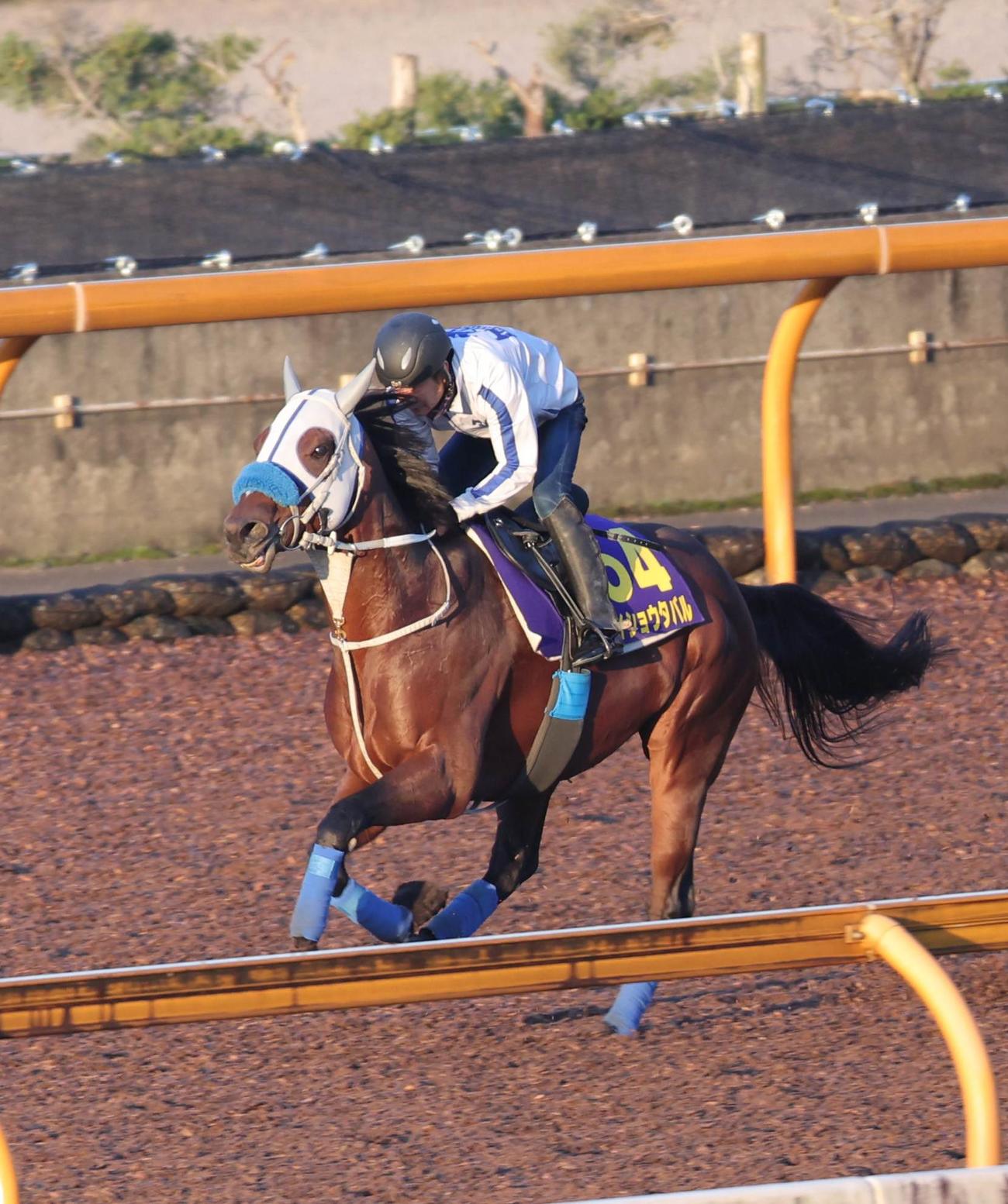 Cウッドコースで追い切るメイショウタバル