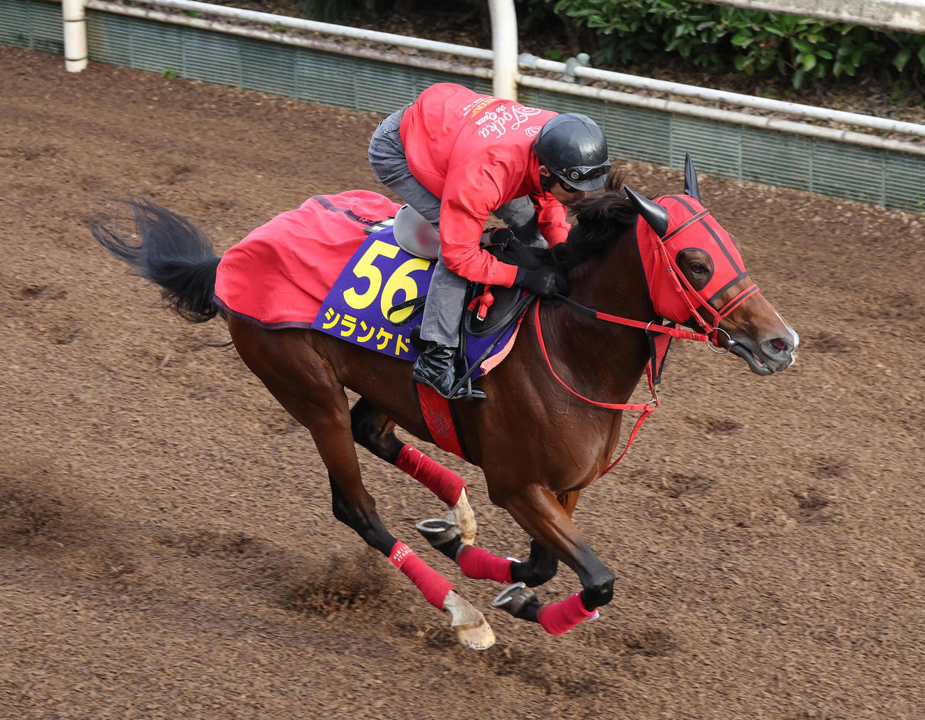 坂路を単走で追い切るシランケド（撮影・白石智彦）
