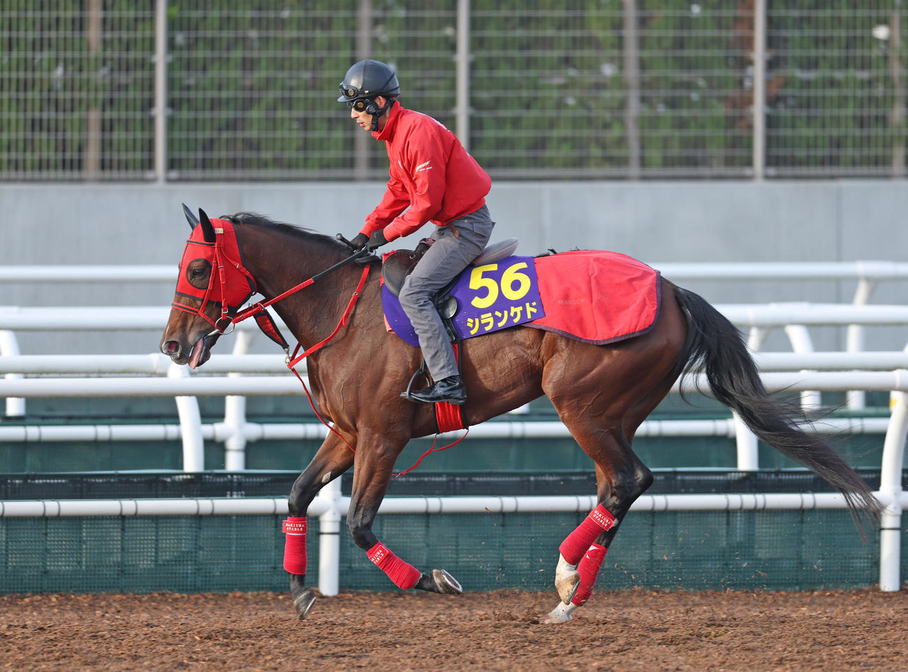 角馬場で運動するシランケド