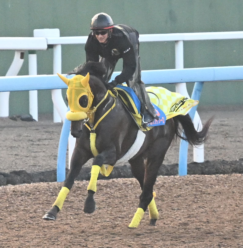 美浦ウッドを単走で追い切るウィルソンテソーロ（撮影・千葉一成）