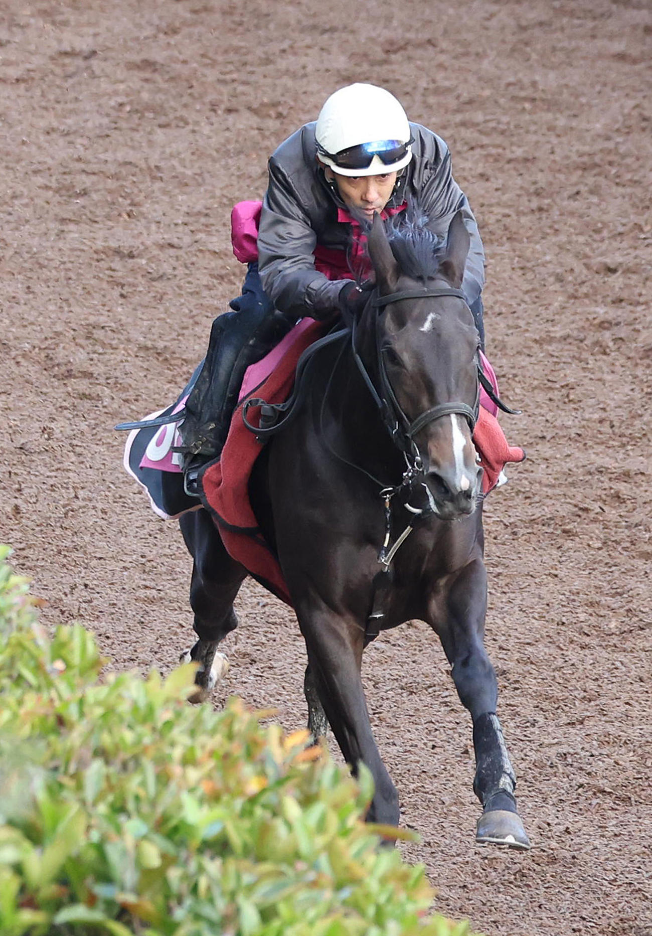29日、坂路を単走で追い切るポペット