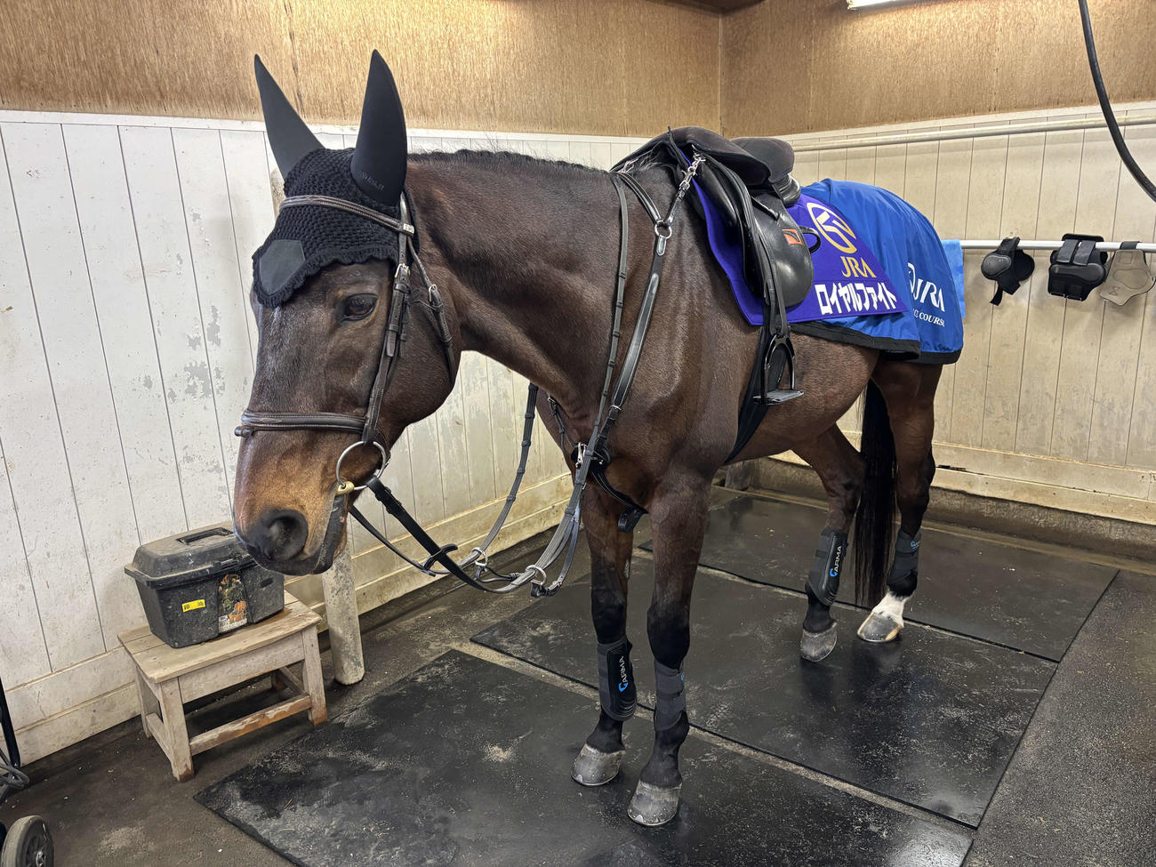 ロイヤルファイトと入った特製ゼッケンをつける誘導馬オースミムーン（新潟競馬場提供）