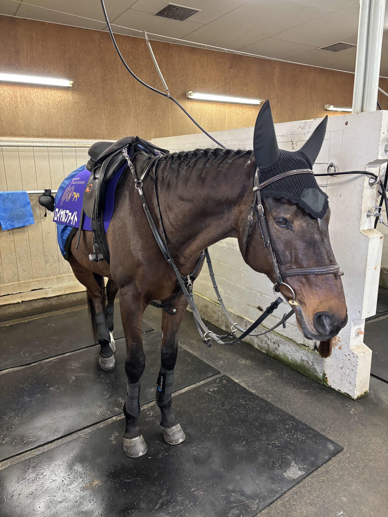 ロイヤルファイトと入った特製ゼッケンをつける誘導馬オースミムーン（新潟競馬場提供）