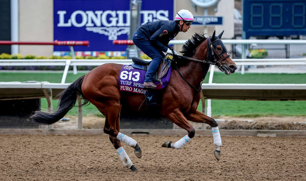 ピューロマジック（C）Tim　Sudduth／Eclipse　Sportswire／Breeders　Cup