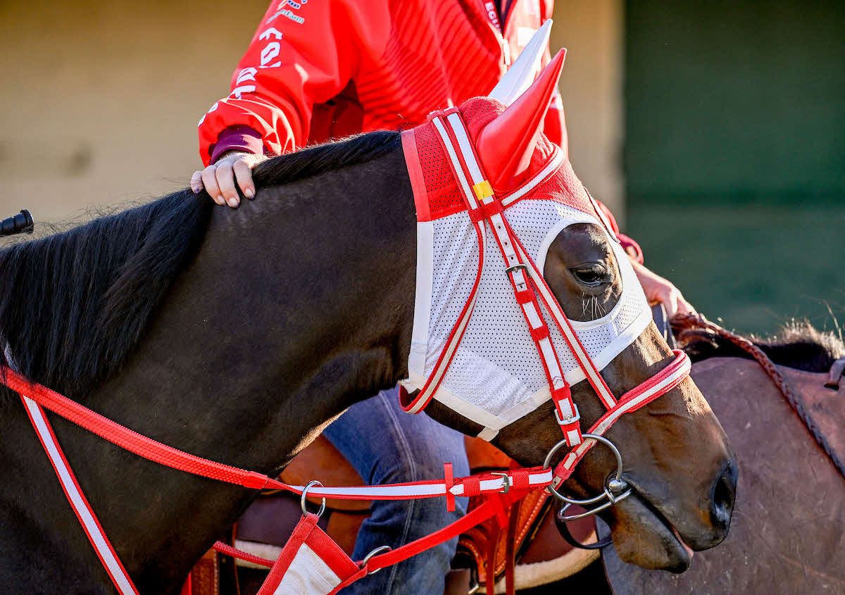 スウィッチインラヴ（C）Carlos J. Calo／Eclipse Sportswire／Breeders Cup