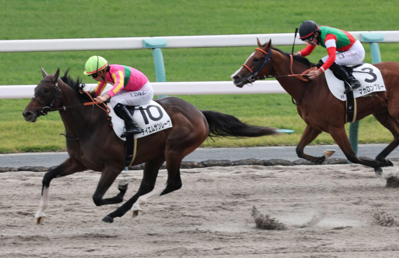 京都6R、2歳新馬戦は団野騎手のテイエムサンレーヴ（左）が直線で抜け出し初勝利（撮影・西尾就之）