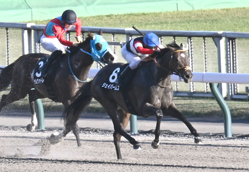 ペルセウスSを制したジェイパームスと大野騎手（右）（撮影・千葉一成）