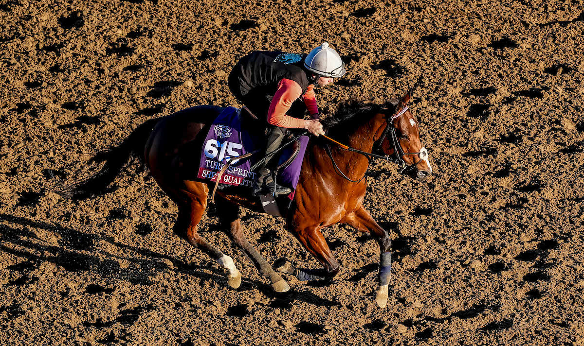 シーズクオリティ（C）John　Voorhees／Eclipse　Sportswire／Breeders　Cup