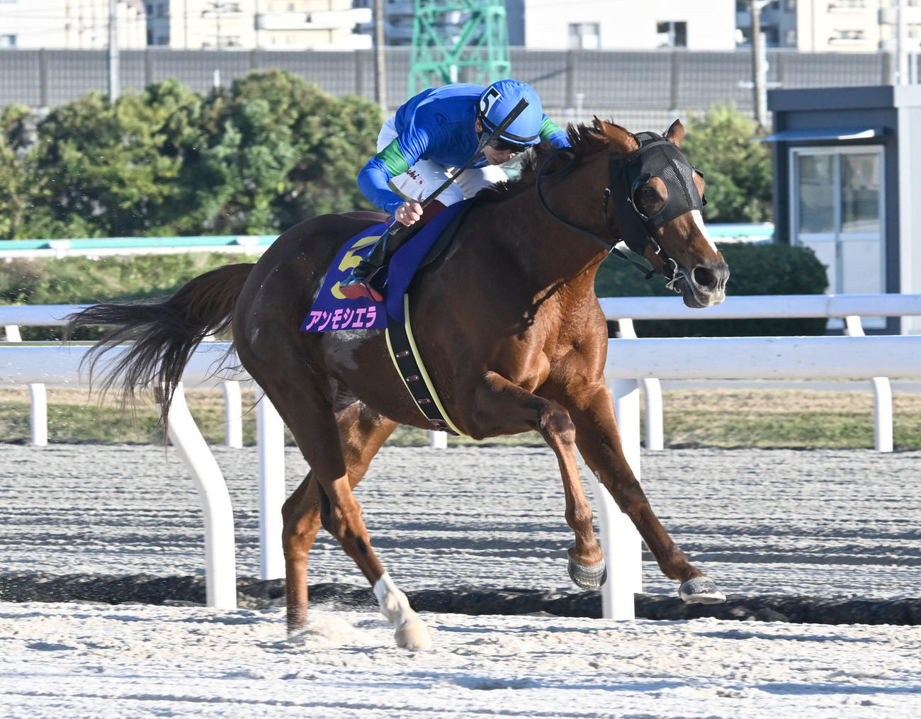 JBCレディスクラッシックを制したアンモシエラと横山武騎手（撮影・千葉一成）