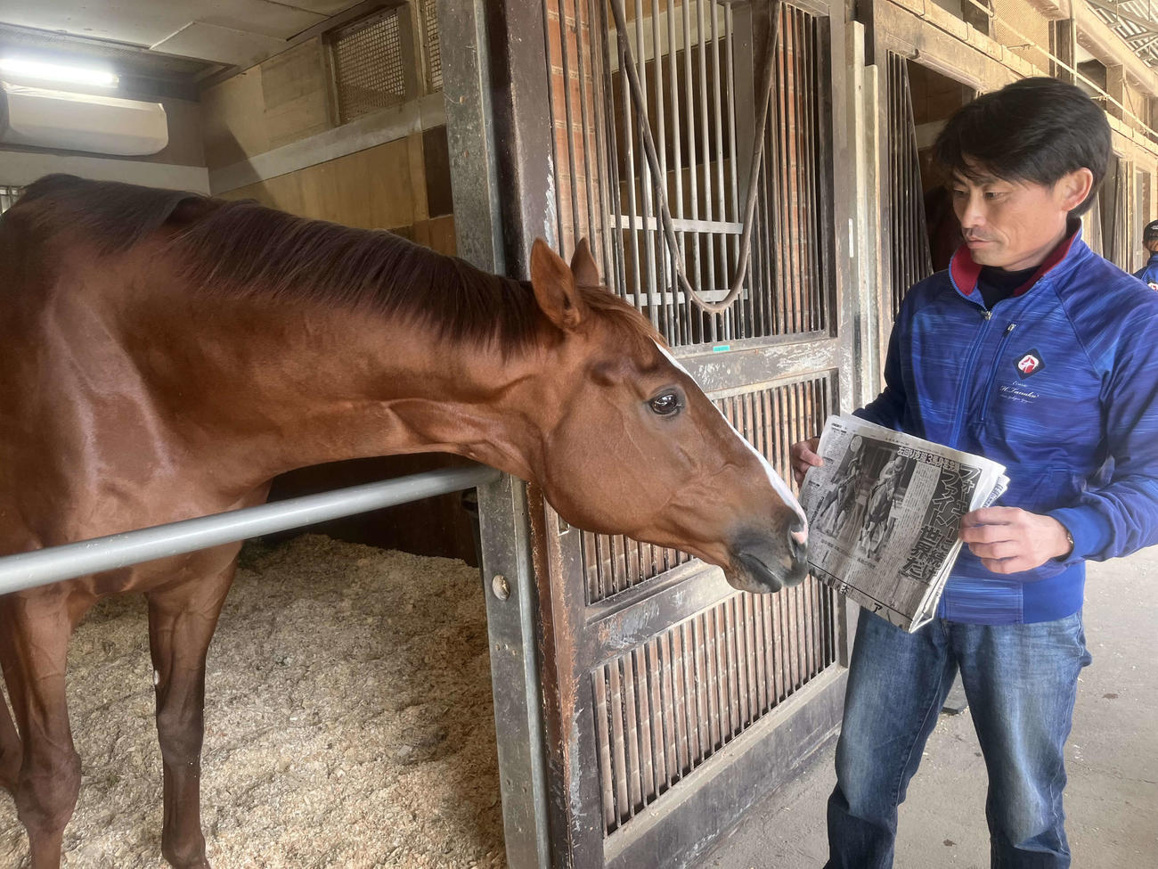 JBCクラシックを制したミッキーファイトは激戦から一夜明け、芳野厩務員から日刊スポーツ紙面を読ませてもらう（撮影・桑原幹久）