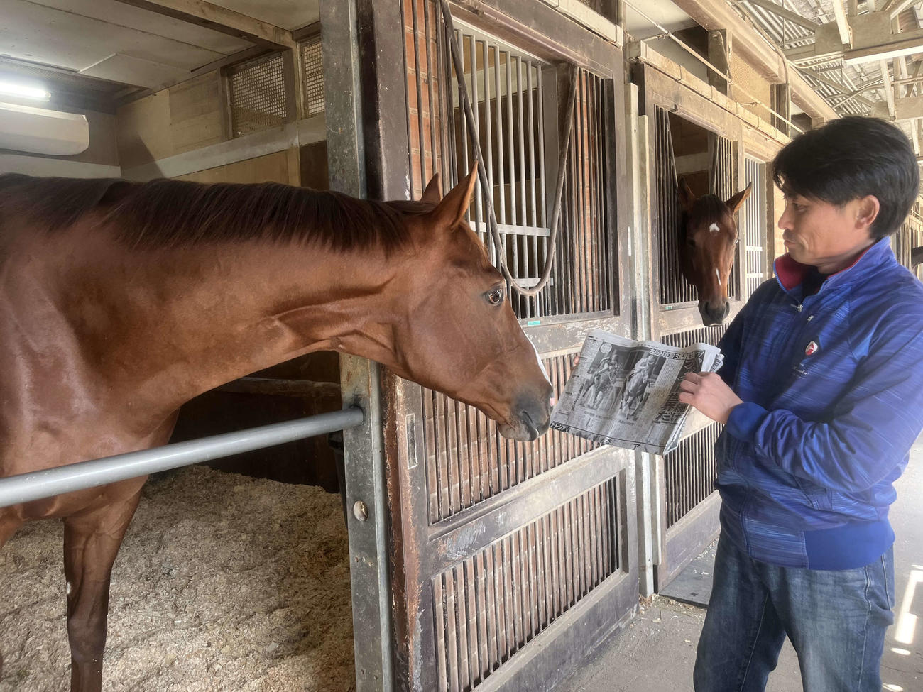 JBCクラシックを制したミッキーファイトは激戦から一夜明け、芳野厩務員から日刊スポーツ紙面を読ませてもらう（撮影・桑原幹久）
