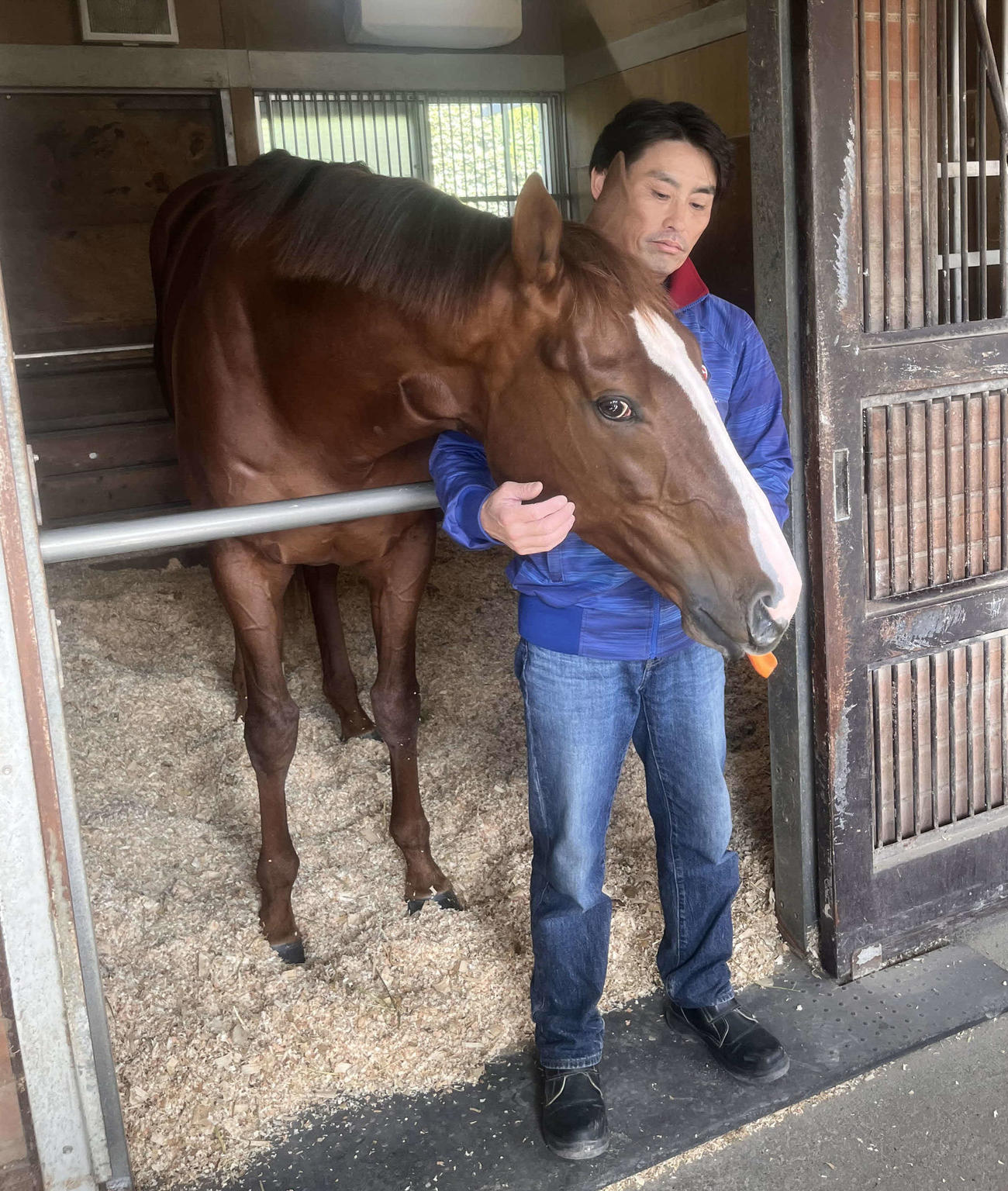 JBCクラシックを制したミッキーファイトは激戦から一夜明け、美浦トレセンの馬房内で担当の芳野厩務員からニンジンをもらう（撮影・桑原幹久）