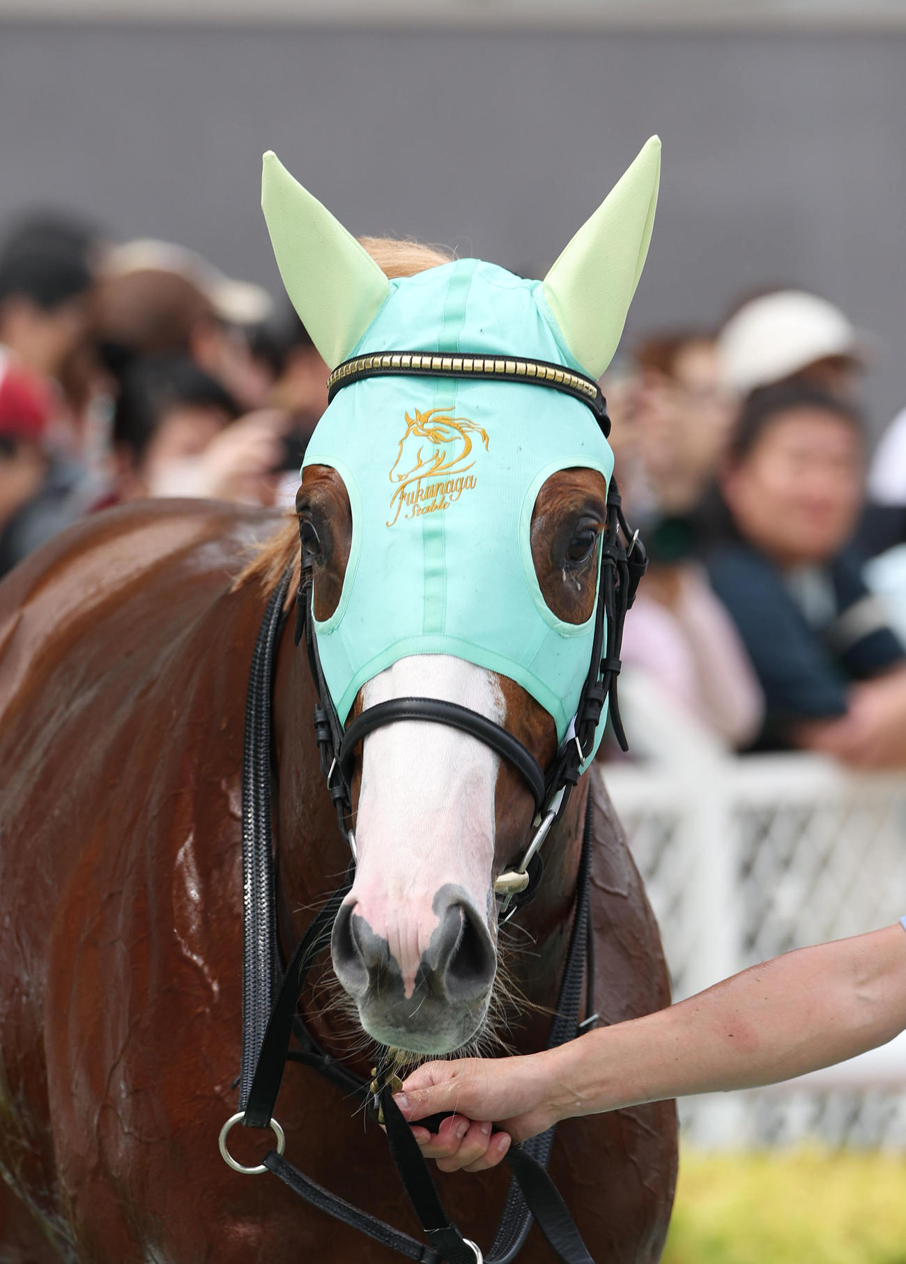 2歳未勝利を勝ち上がったダイヤモンドノット（2025年9月14日撮影）
