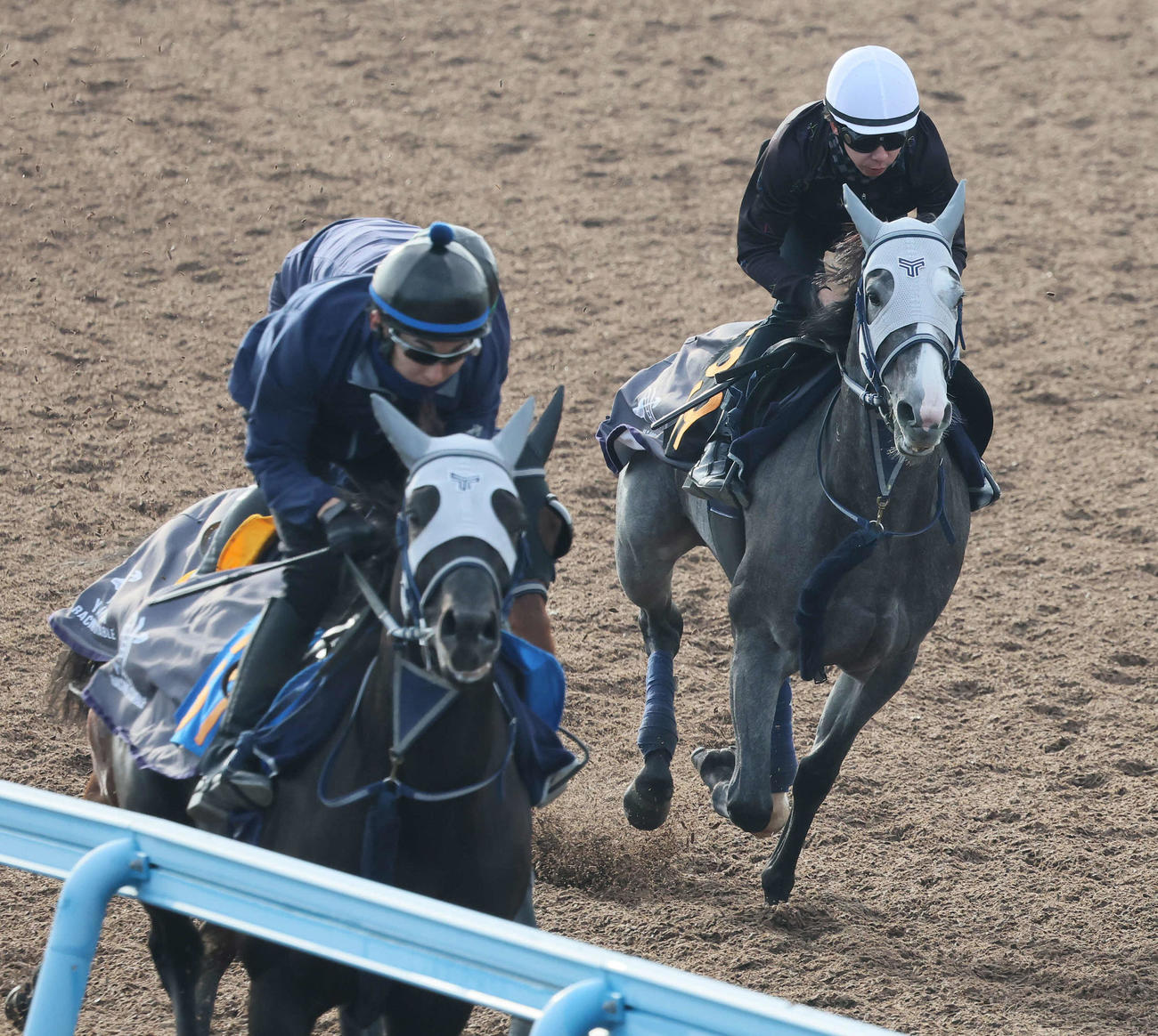 5日、レッドスティンガー（右）は美浦ウッドを併せ馬で追い切られた