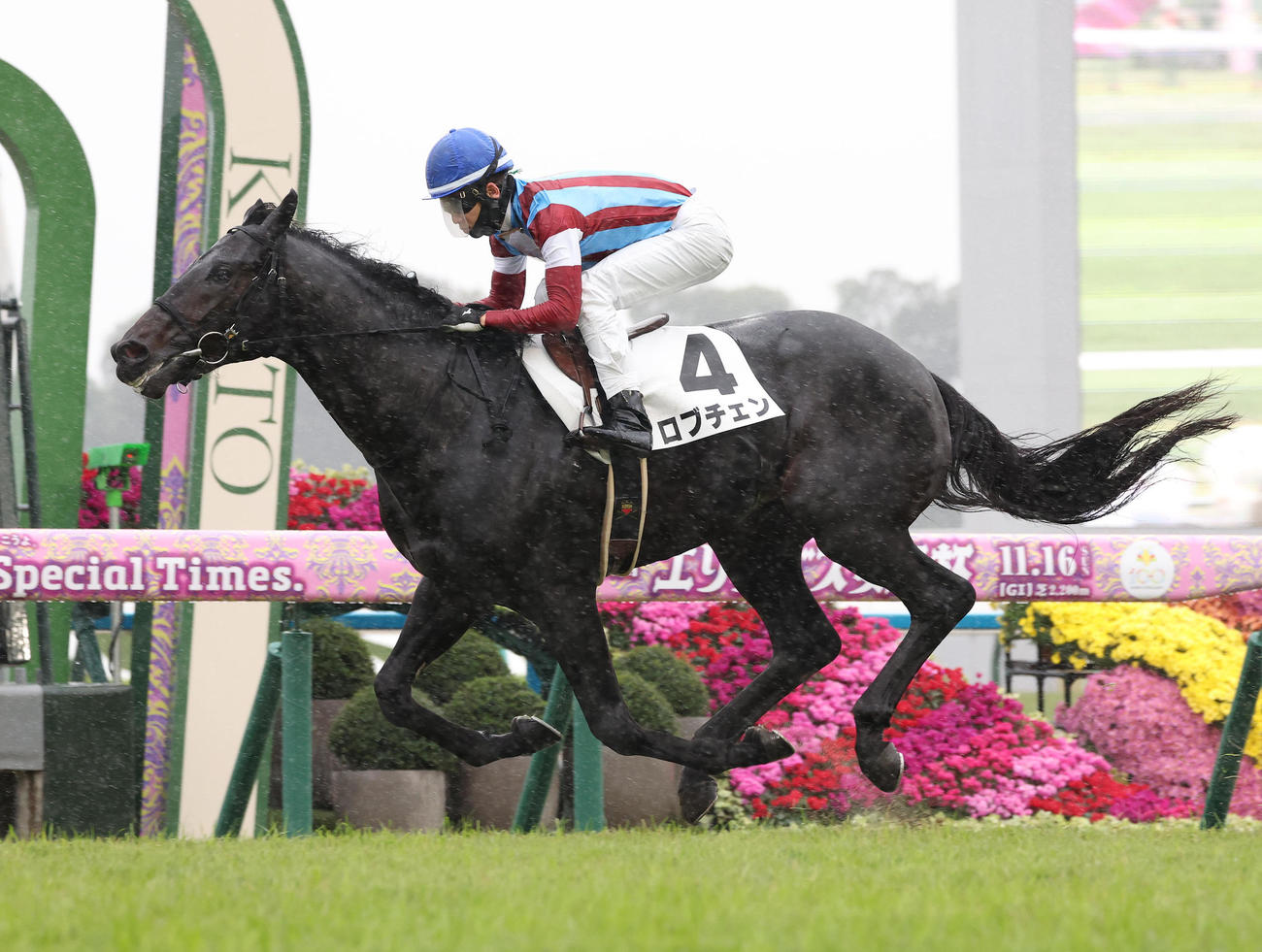 京都5R、逃げ切って新馬戦を制したロブチェン（撮影・白石智彦）