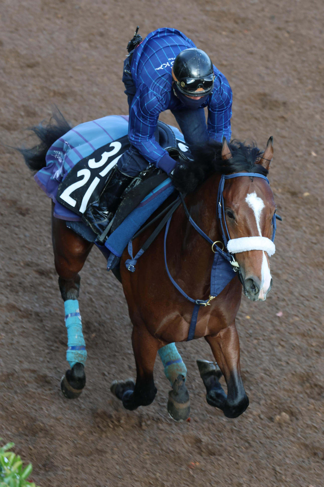 11日、坂路で乗り込まれるカヴァレリッツォ