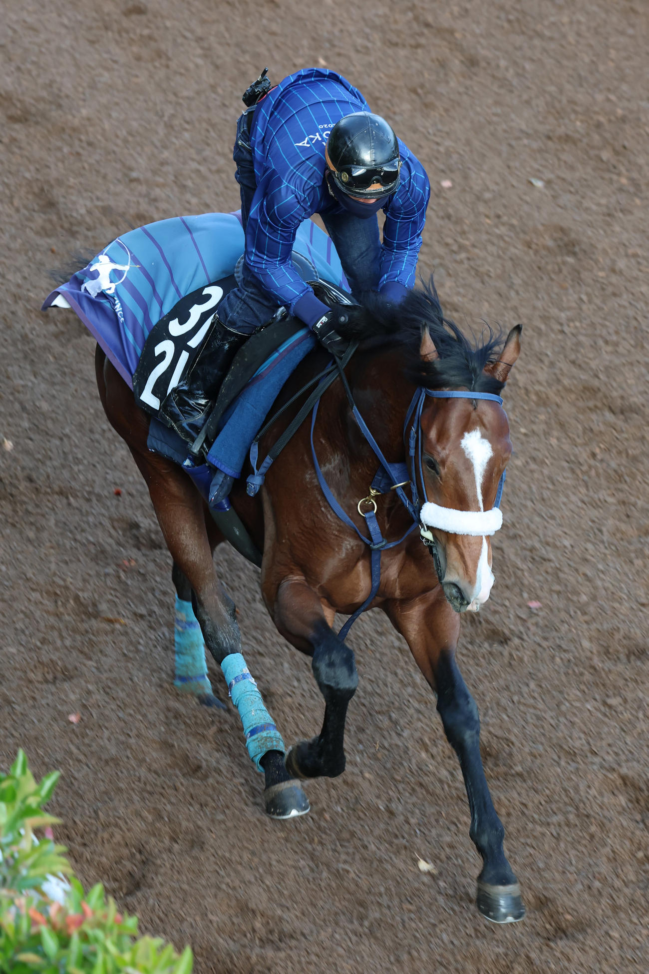 11日、坂路で乗り込まれるカヴァレリッツォ