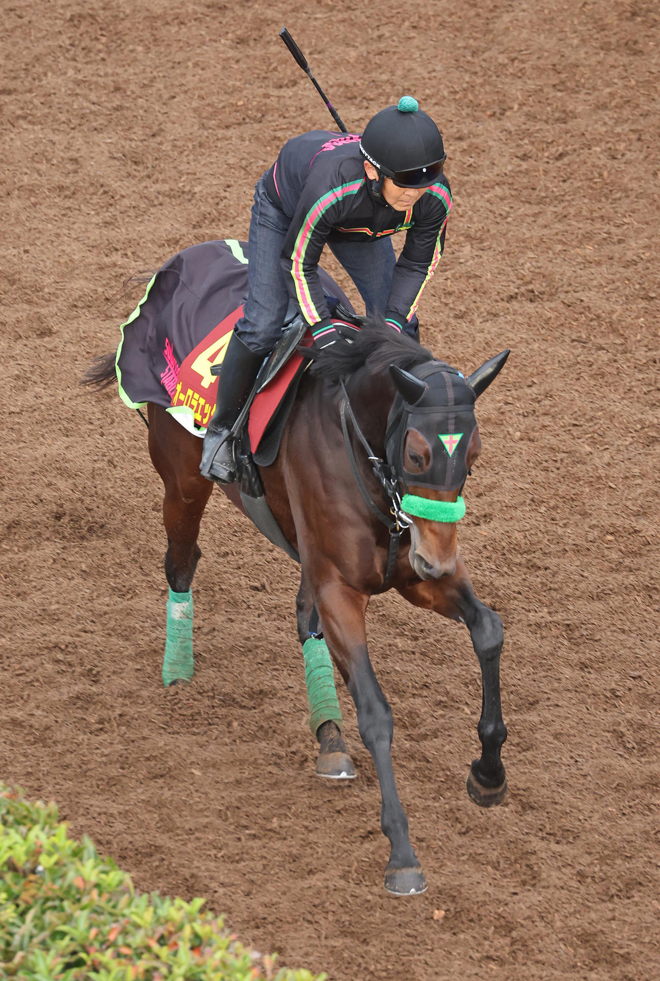 坂路を駆け上がるオーロラエックス