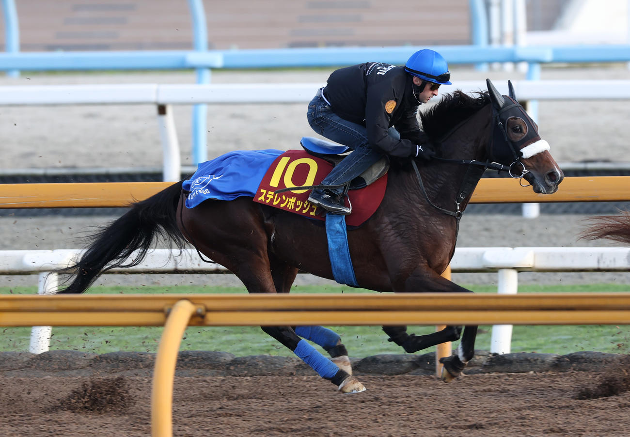 ルメール騎手を背にCウッドコースで追い切るステレンボッシュ