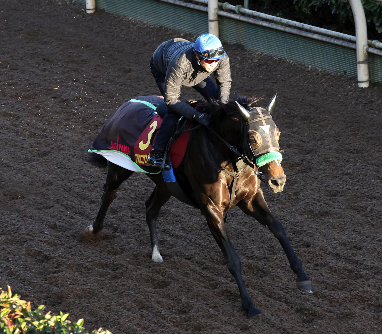 武豊騎手を背に坂路を単走で追い切るエリカエクスプレス（撮影・白石智彦）