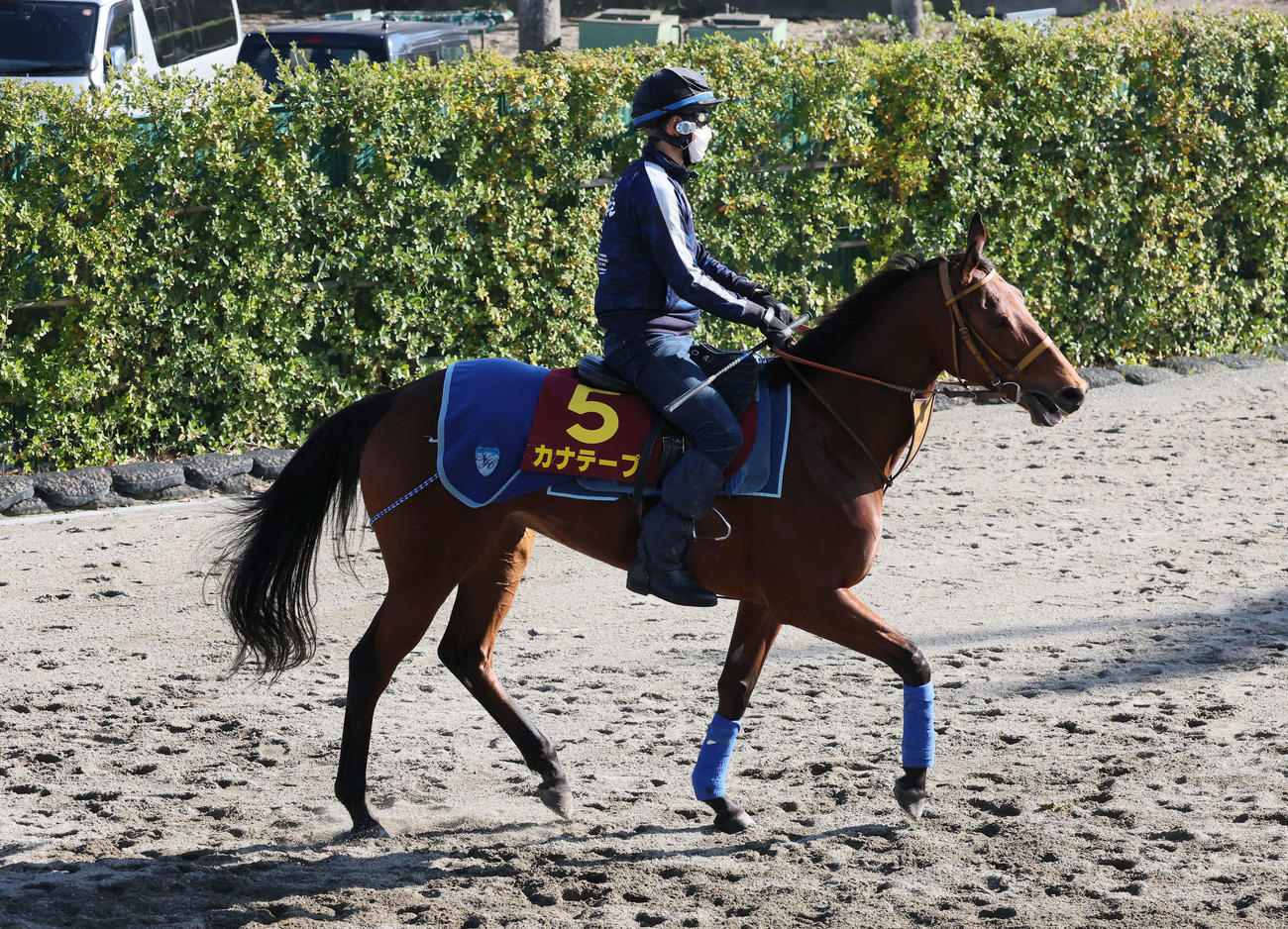 12日、馬場へ向かうカナテープ