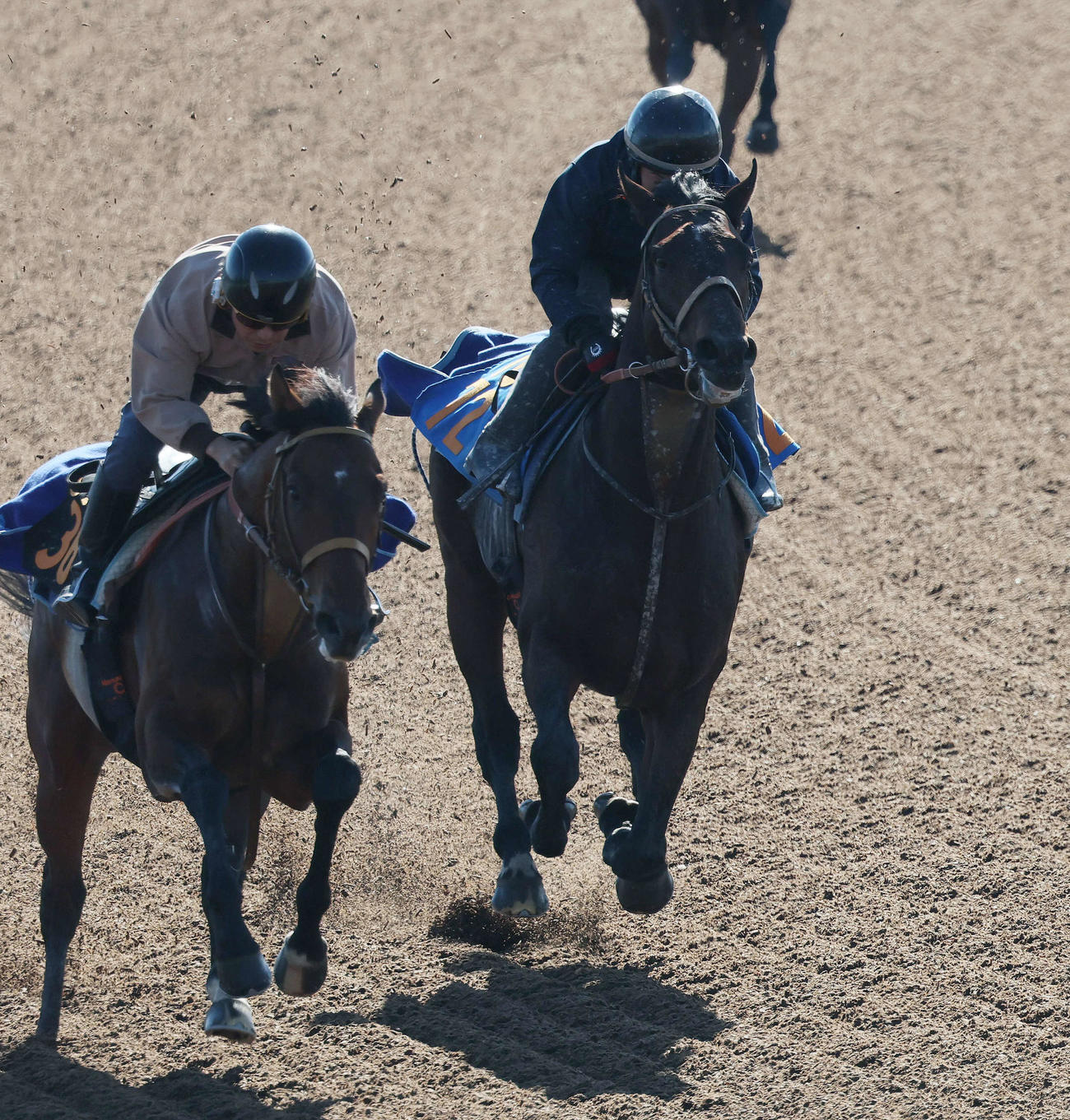 12日、ルクソールカフェ（右）は美浦ウッドを併せ馬で追い切られた