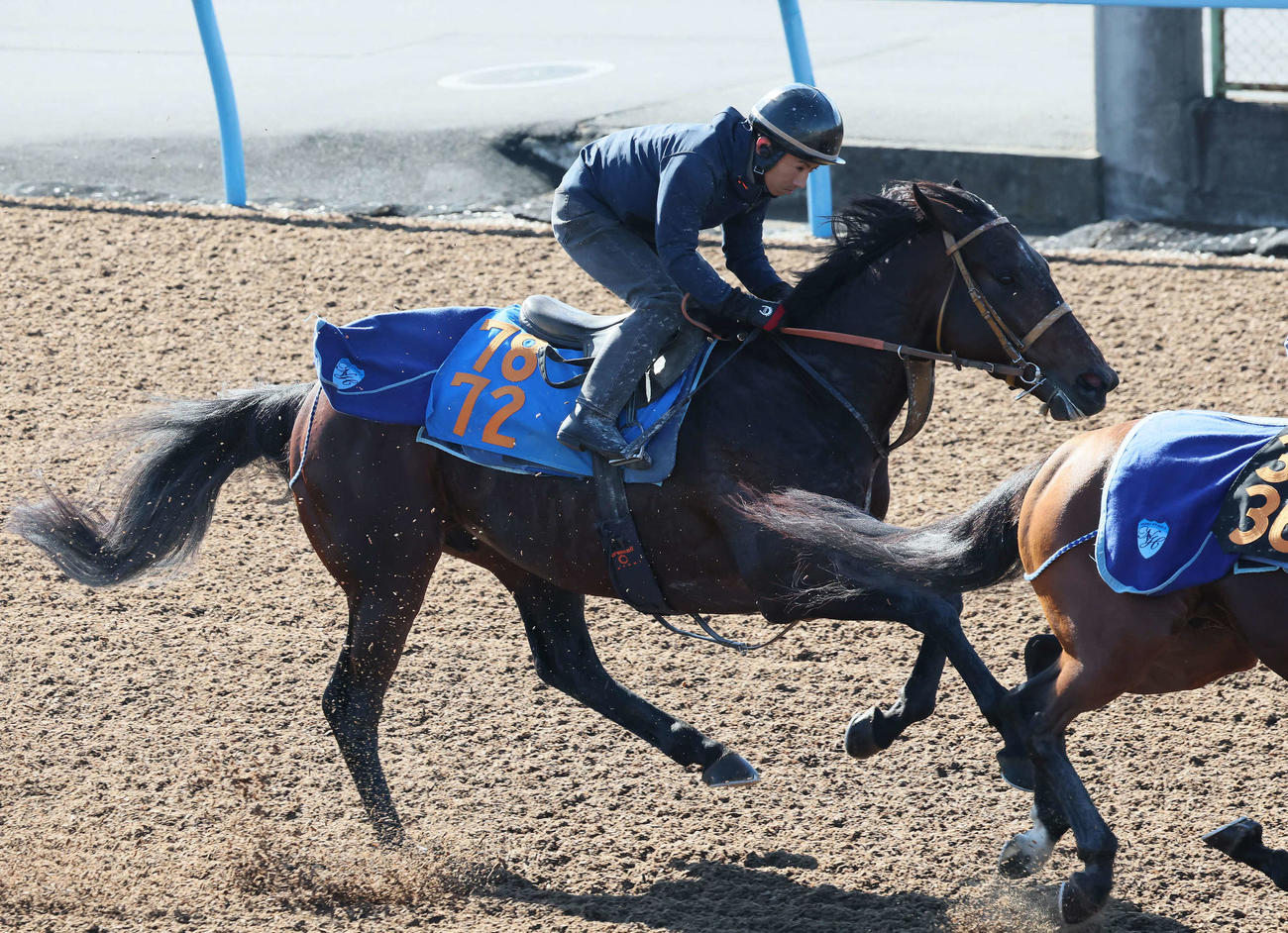 12日、ルクソールカフェは美浦ウッドで先行する僚馬を追い上げた