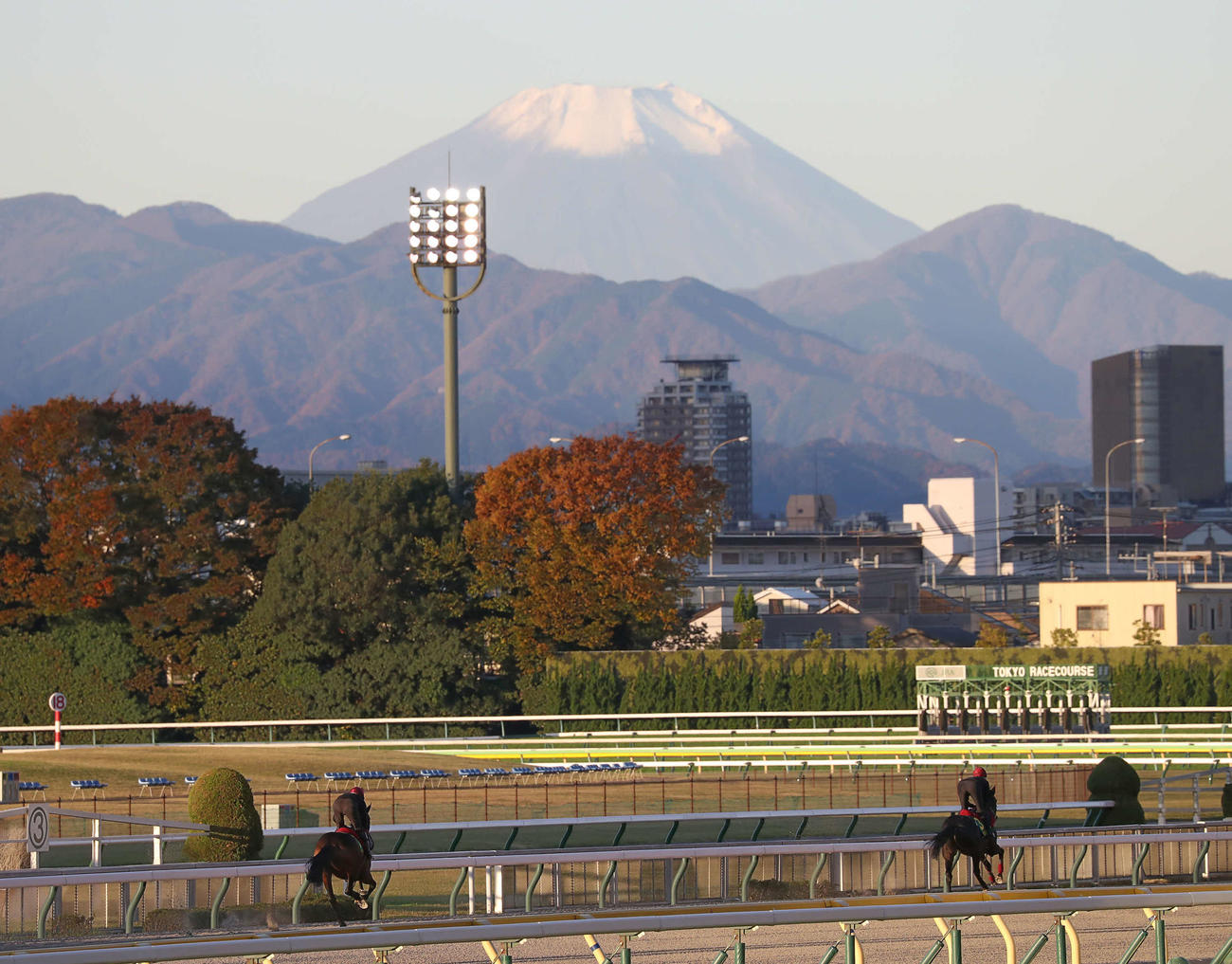 富士山を望む東京競馬場のダートコースで帯同馬（左）と調整するオーギュストロダン（2024年11月1撮影）