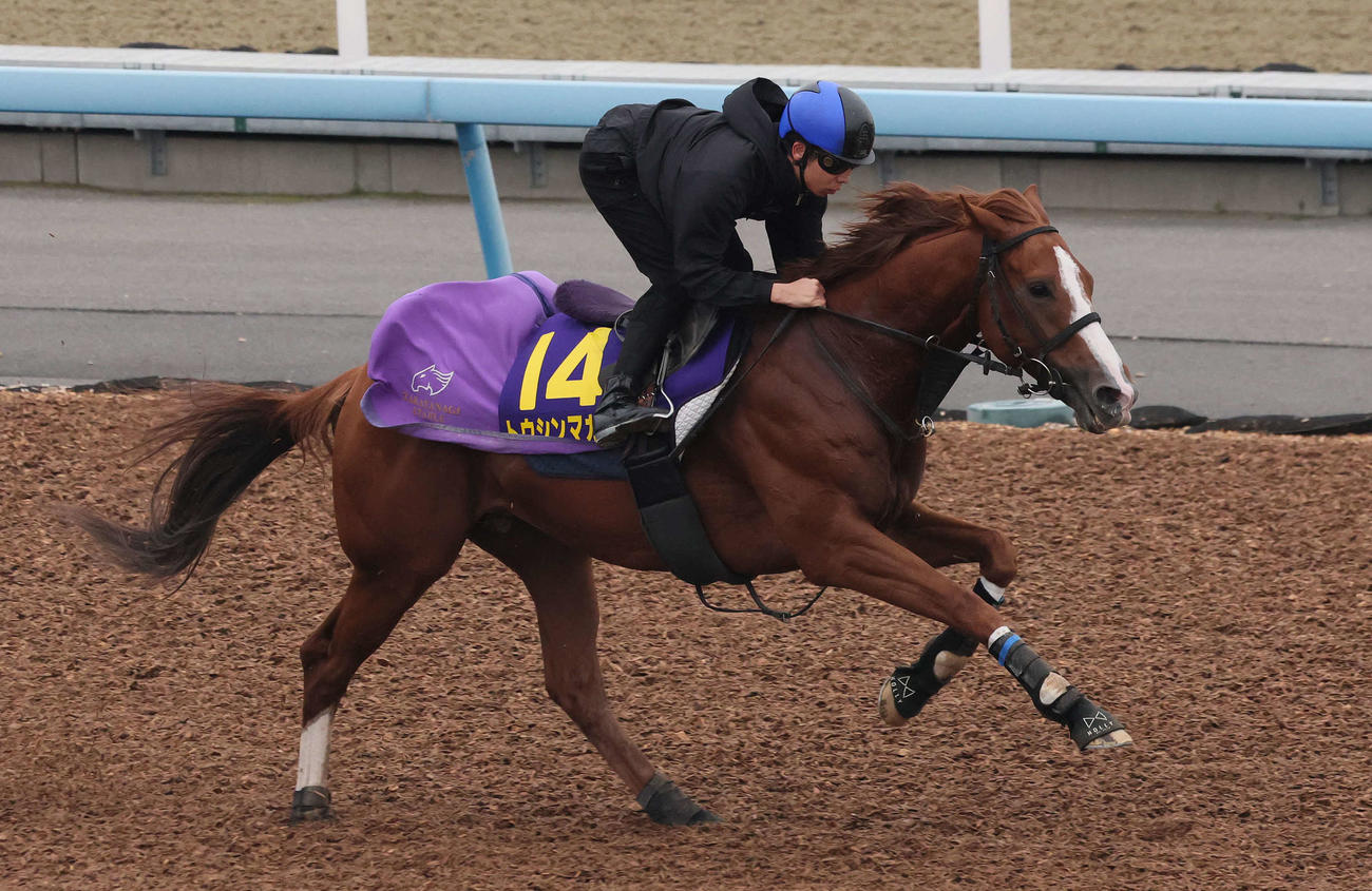 トウシンマカオは団野騎手を背に美浦ウッドで追い切られた（撮影・丹羽敏通）