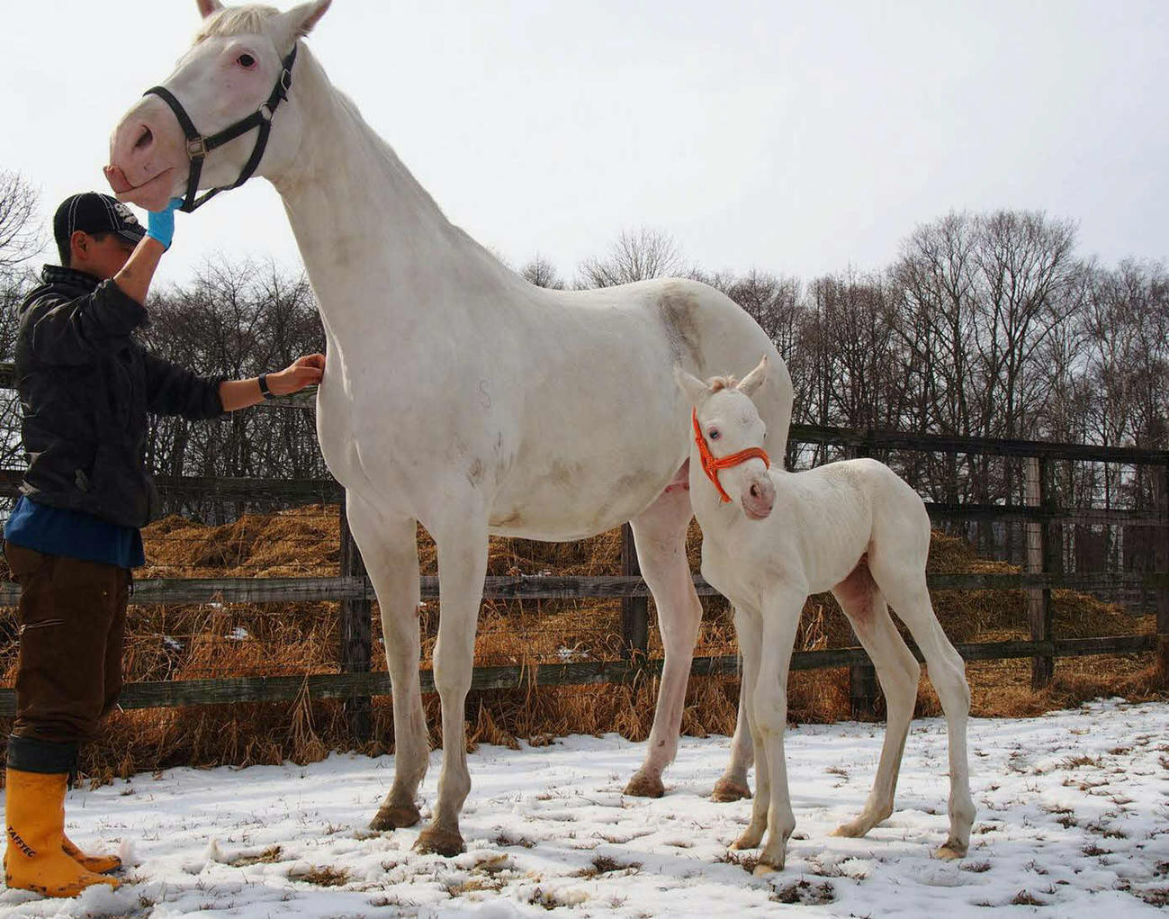 カスタディーヴァと前夜（12日）に生まれた初子の牡馬（写真はディアレストクラブ提供）