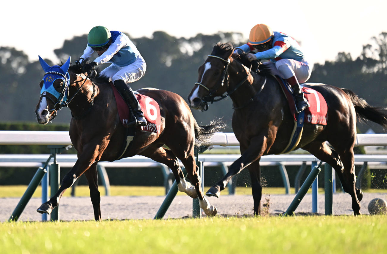 京都11R　カヴァレリッツォ（右）とのたたき合いを制しデイリー杯2歳Sに勝利するアドマイヤクワッズ（撮影・和賀正仁）