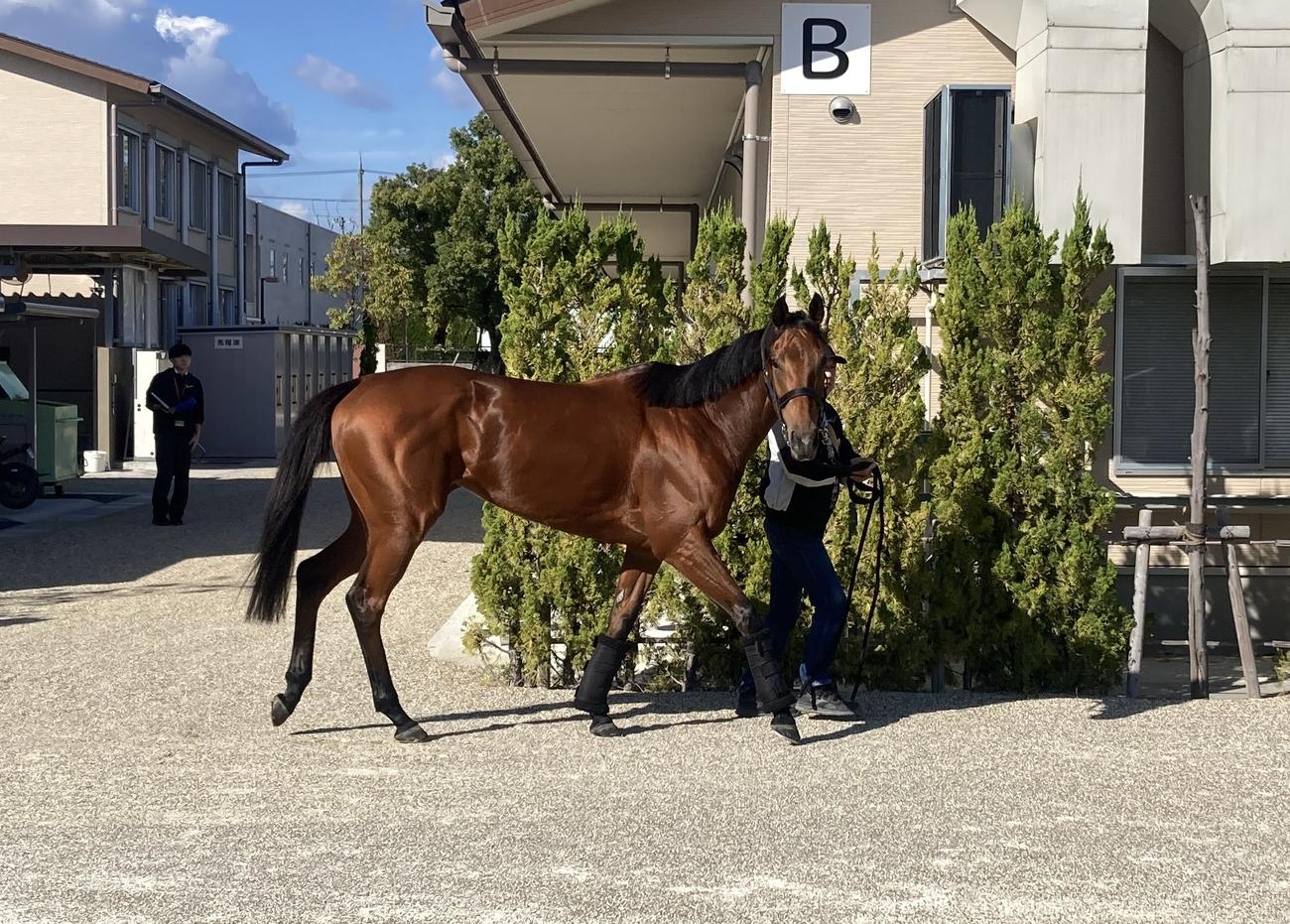 京都競馬場へ到着したシンリョクカ（撮影・太田尚樹）
