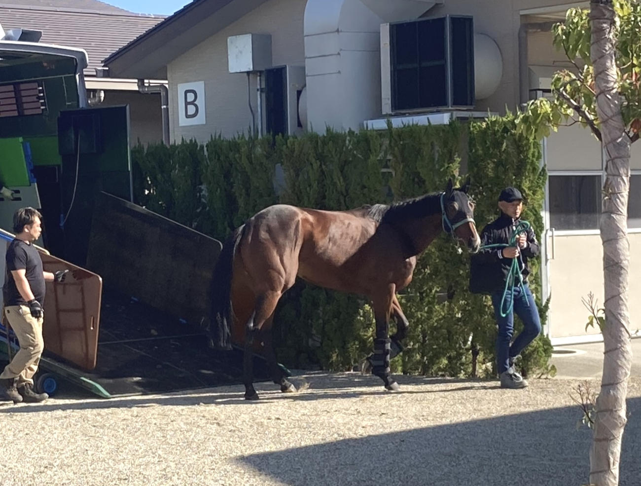 京都競馬場へ到着したライラック（撮影・太田尚樹）