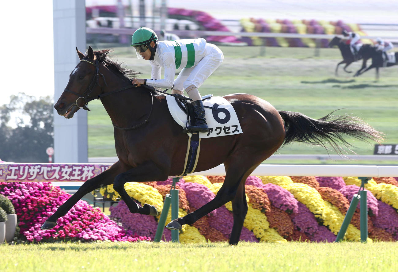 京都5R、直線抜け出して新馬戦を制したアクセス（撮影・白石智彦）
