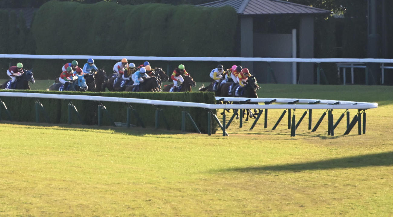 4角出口で馬群に包まれるステレンボッシュ（左から6頭目）（撮影・和賀正仁）