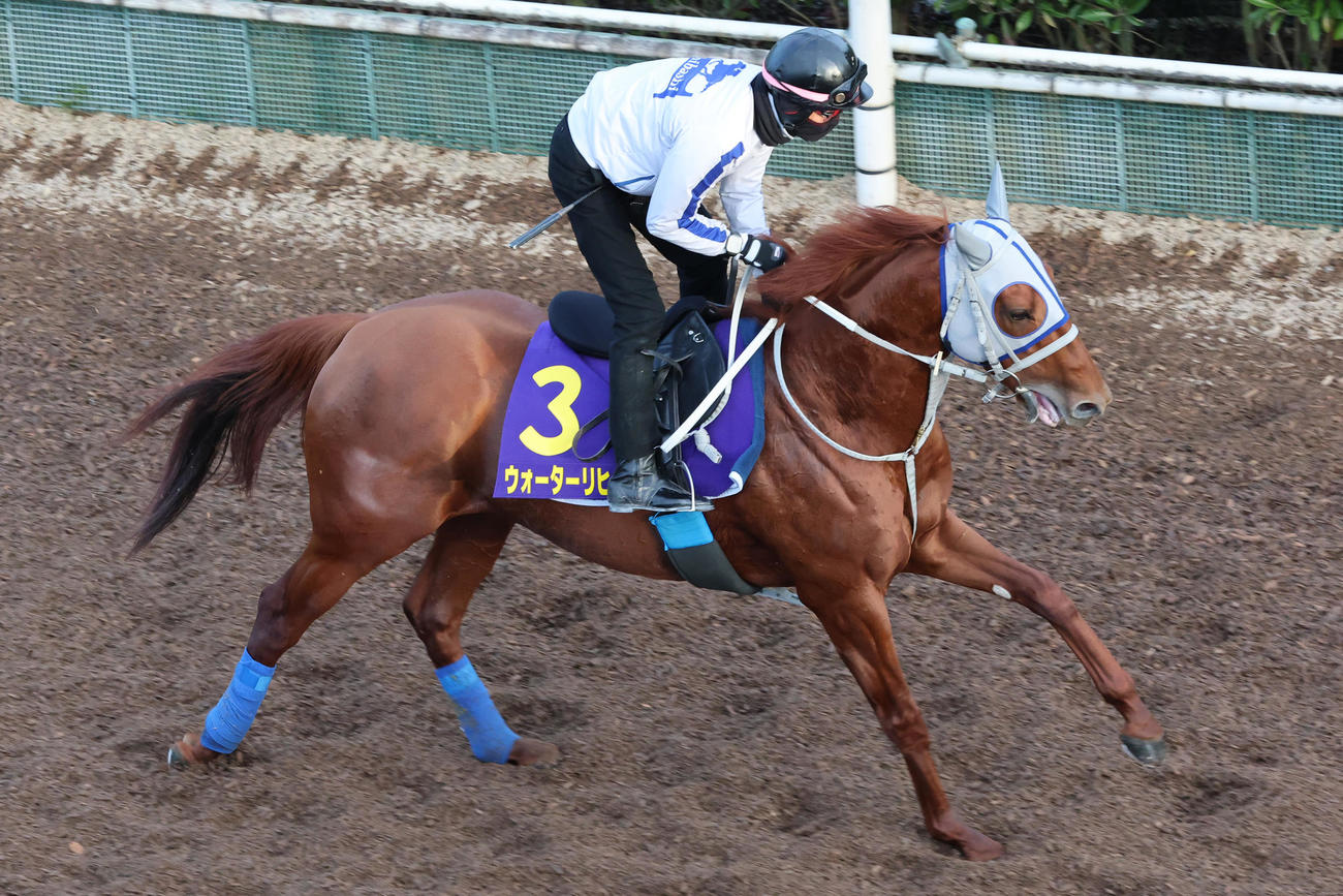 充実した馬体を見せるウォーターリヒト