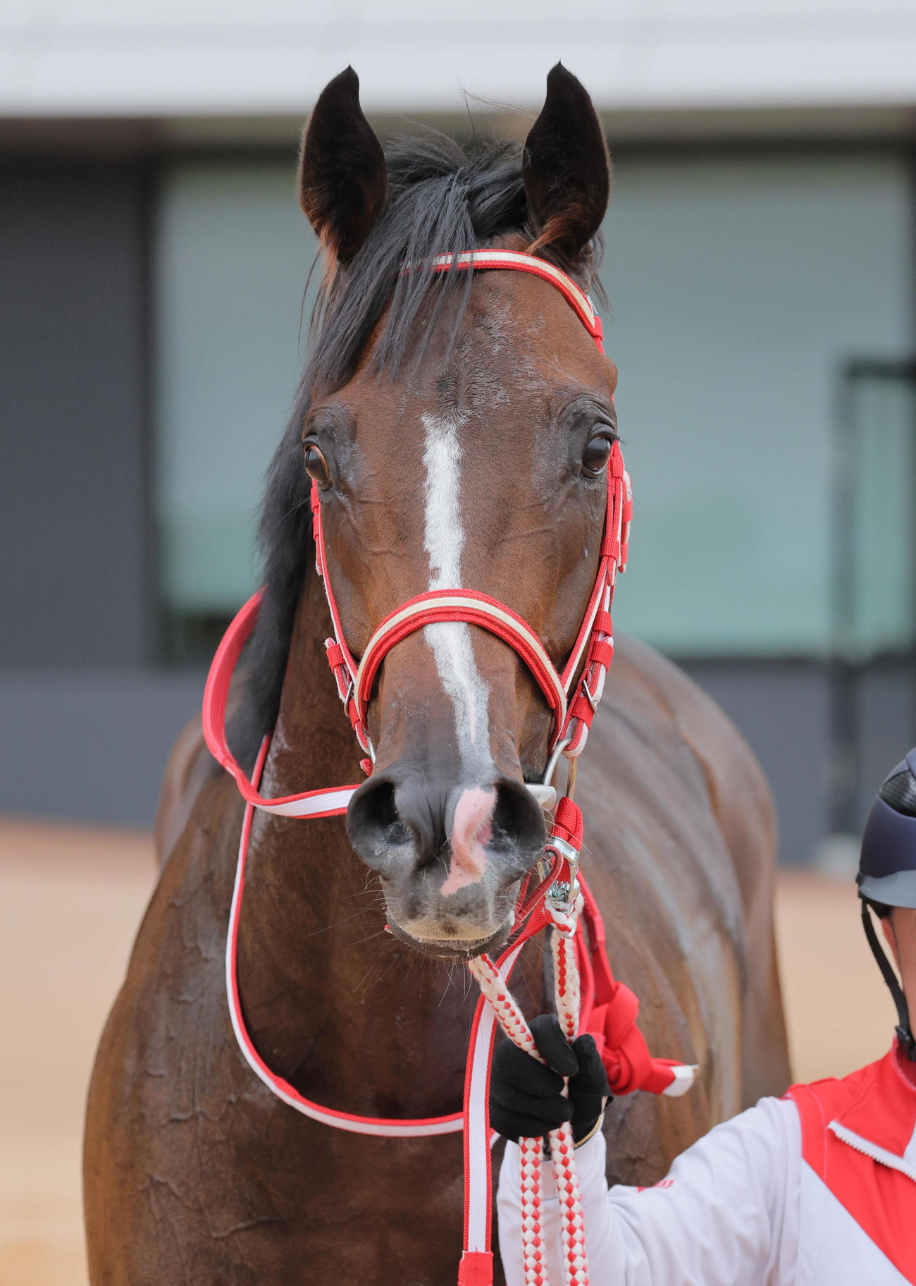 デビュー2戦目で重賞初制覇を狙うテルヒコウ