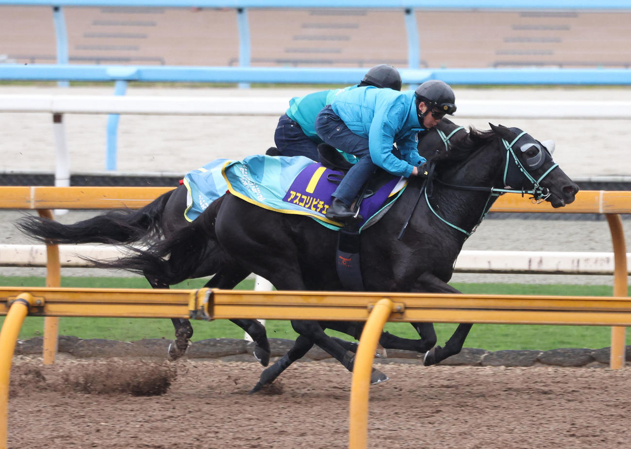 Cウッドを併せ馬で追い切るアスコリピチェーノ（撮影・白石智彦）